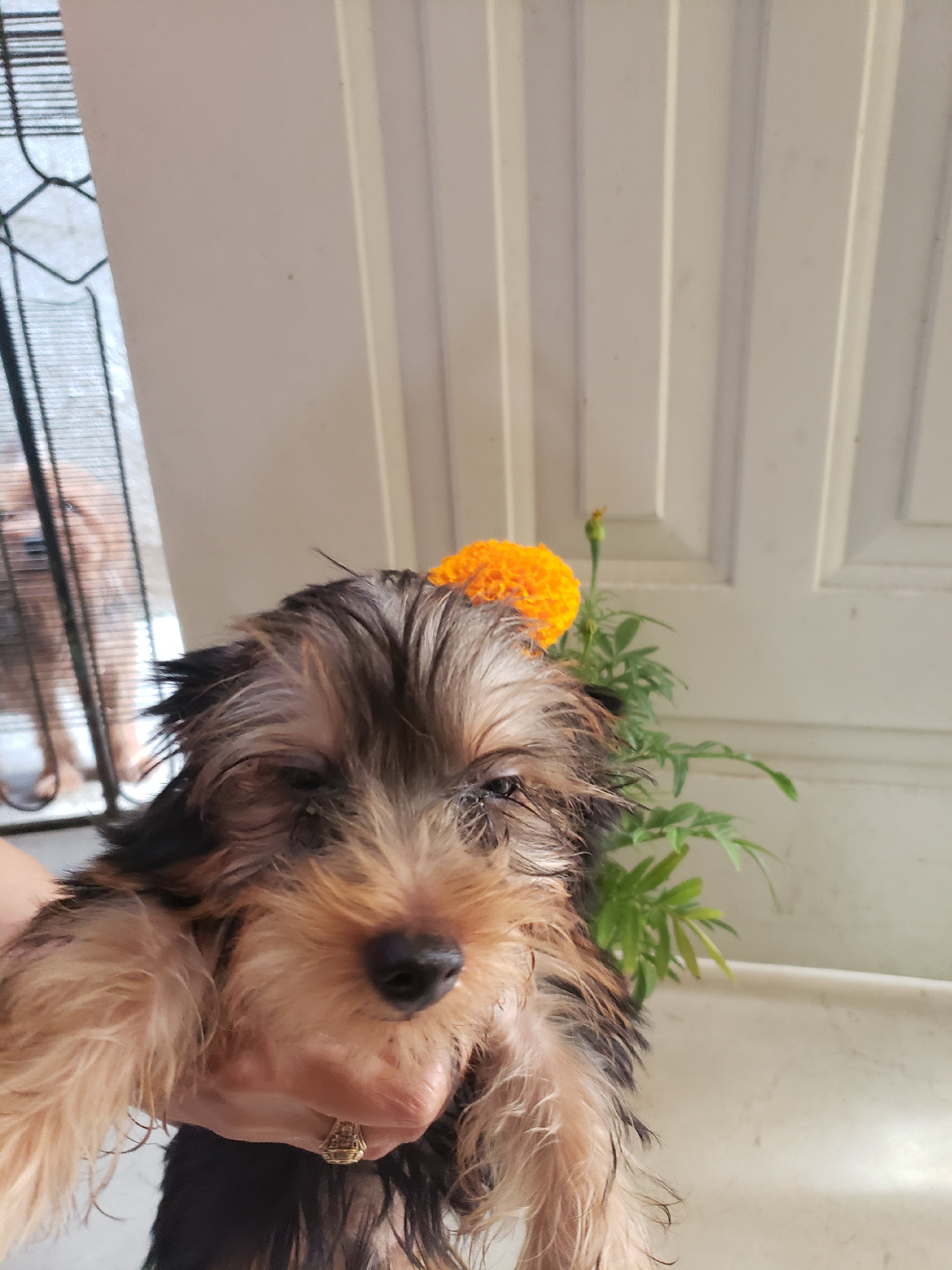 animales y mascotas - Chachorros Yorkshire terrier Hermosos Y Juguetones. 4
