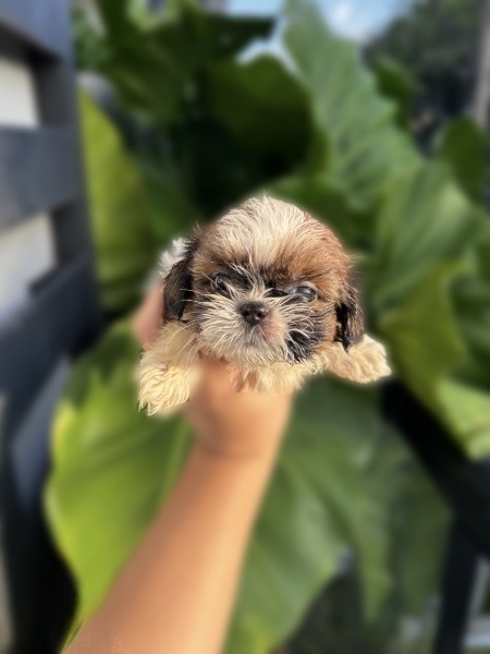 animales y mascotas - Cachorros Shih Tzu 3