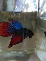 animales y mascotas - peces