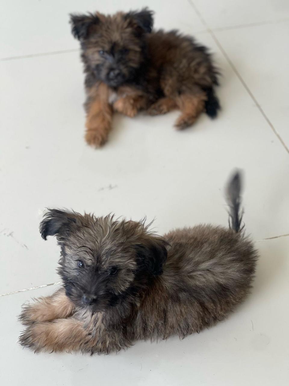 animales y mascotas - Yorkipud 1