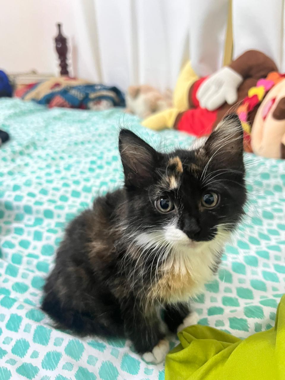 animales y mascotas - Vendo gata angora tiene 4 meses 2