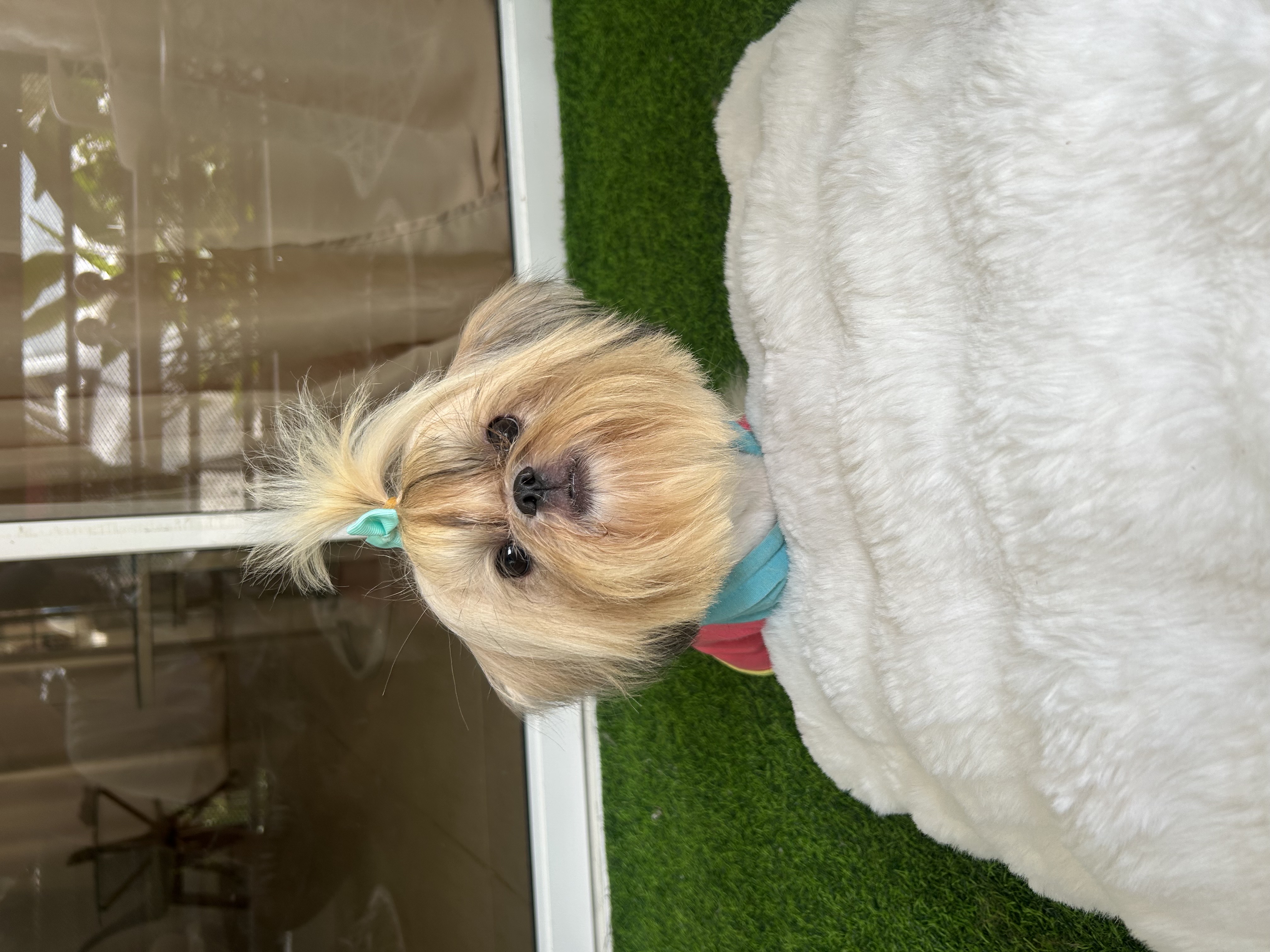 animales y mascotas - Padrote SHIH TZU abierto a monta 2