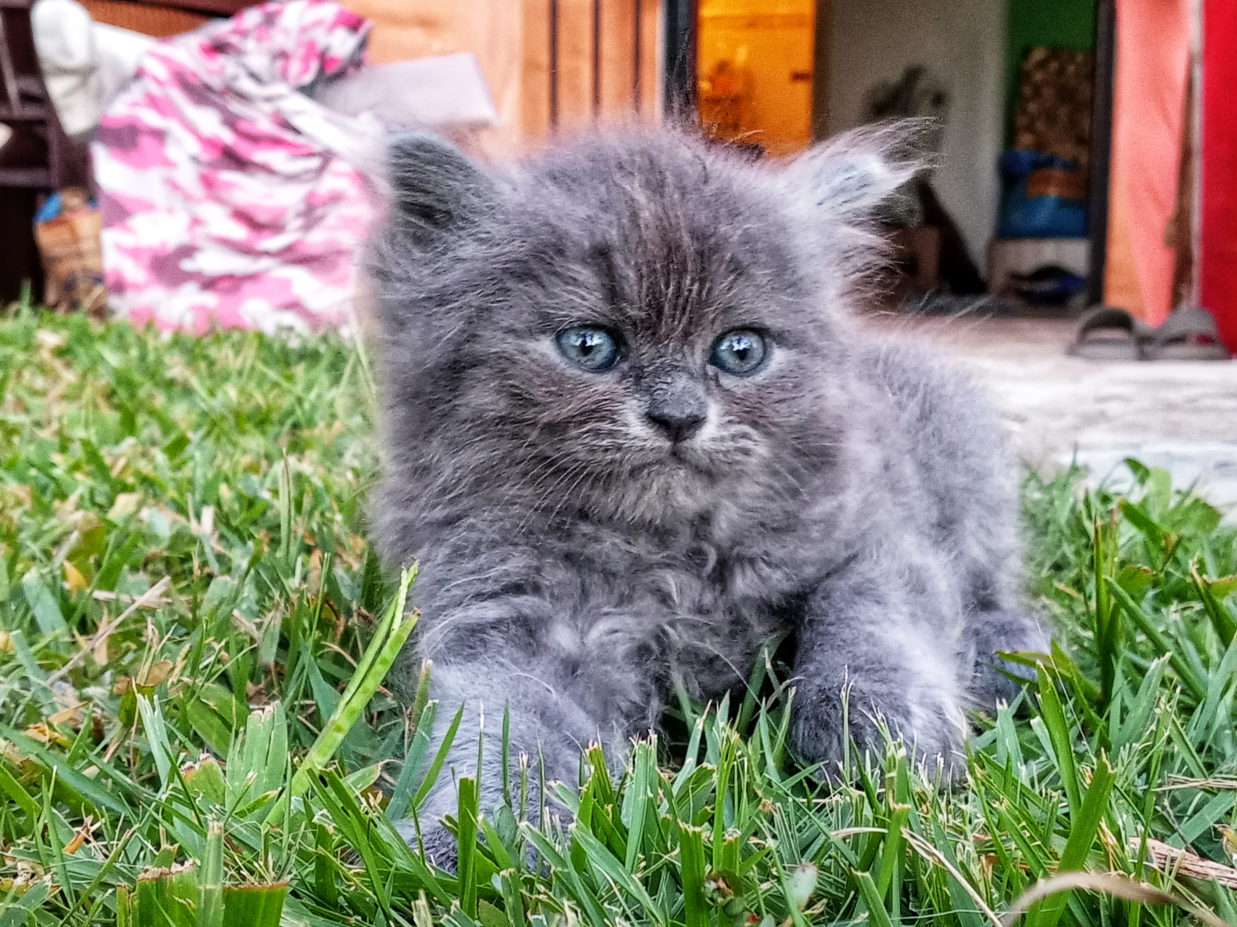 animales y mascotas - GATOS PERSA Puros y Adorables Listos Para Entrega 2