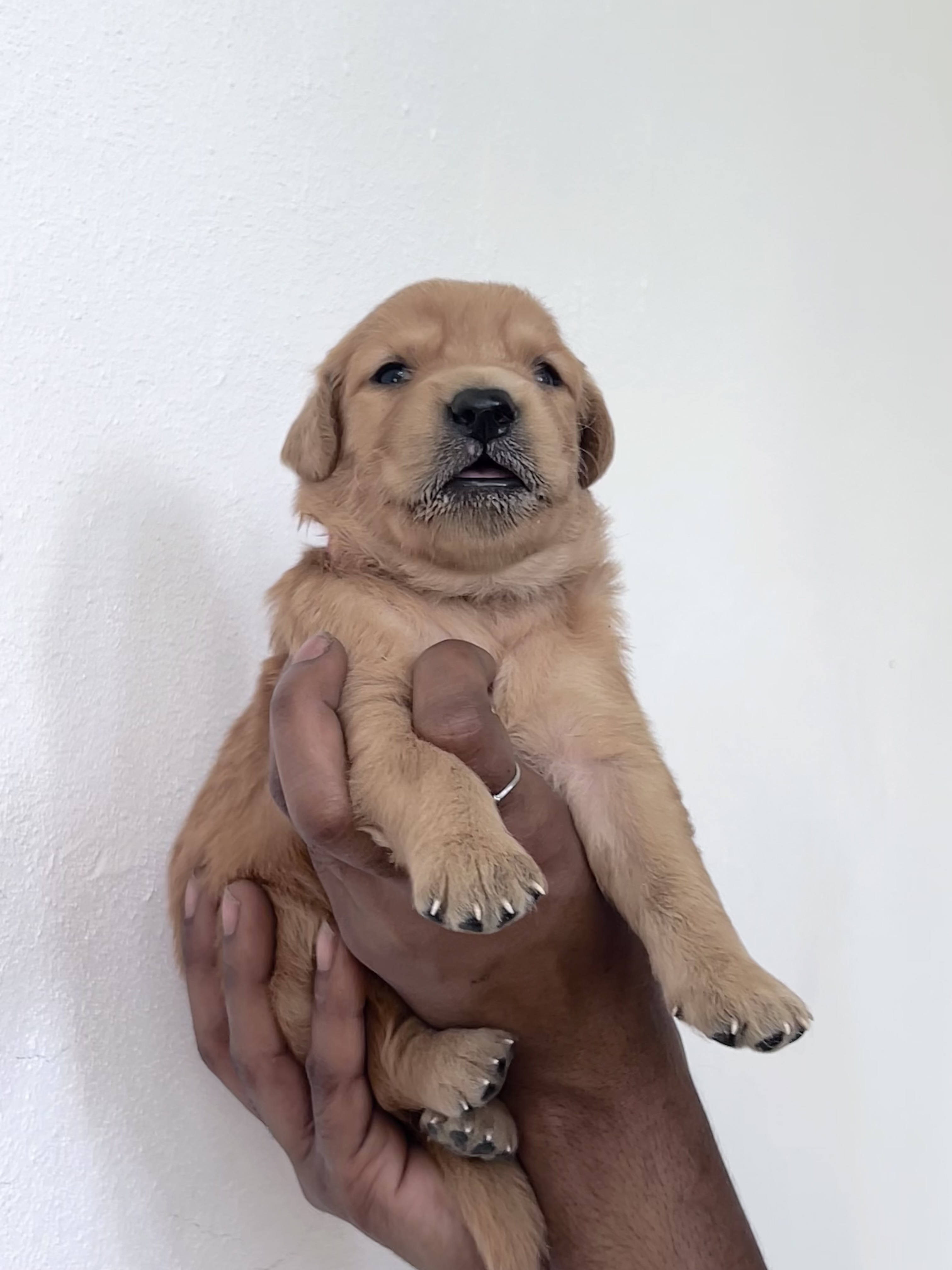 animales y mascotas - Cachorros Golden Retrieve puros  5
