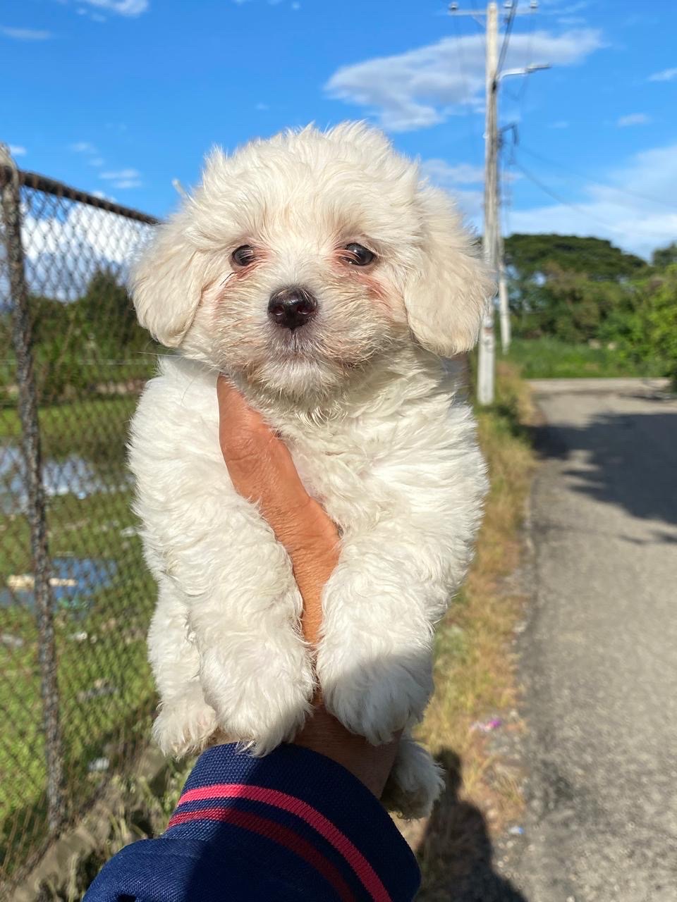 animales y mascotas - maltipoo 0