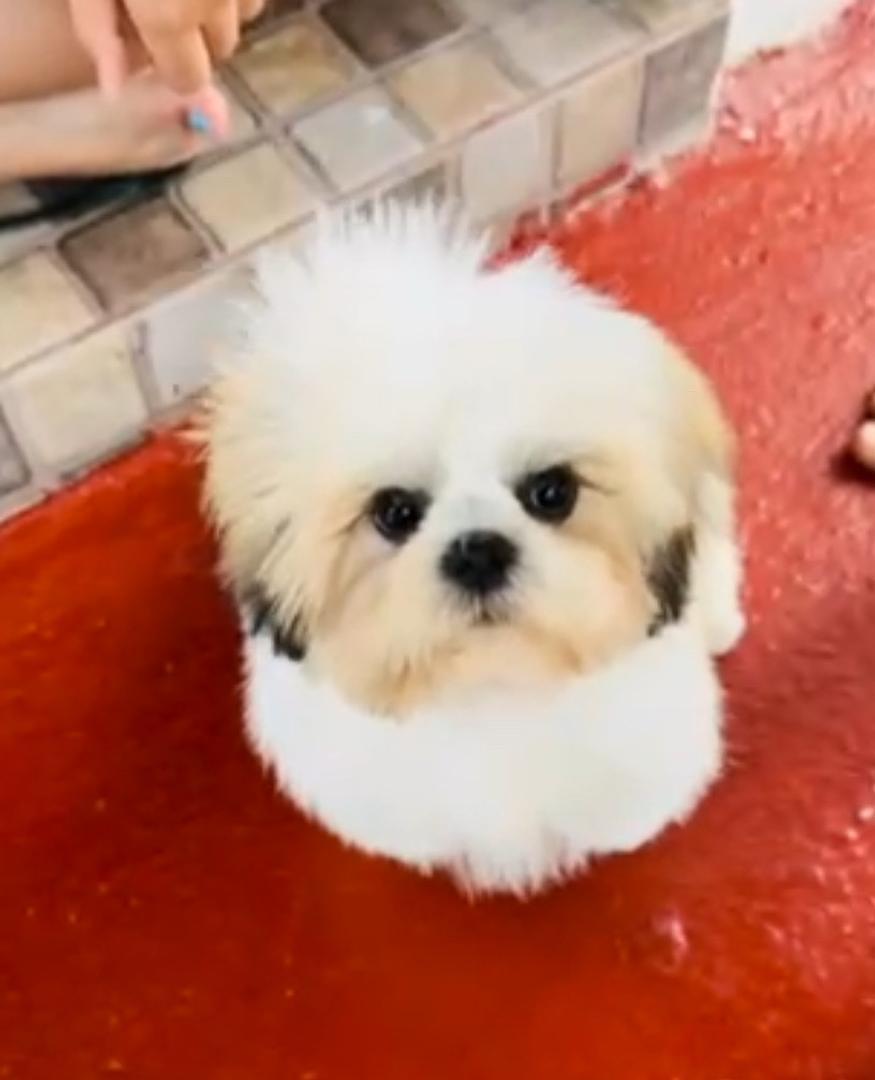animales y mascotas - Shitzu Blanco Con Marron 2