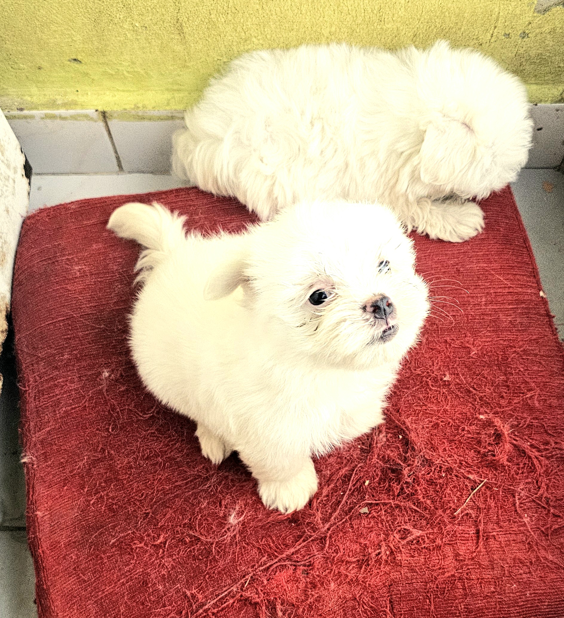 animales y mascotas - Bichon  maltés  toy Macho 2