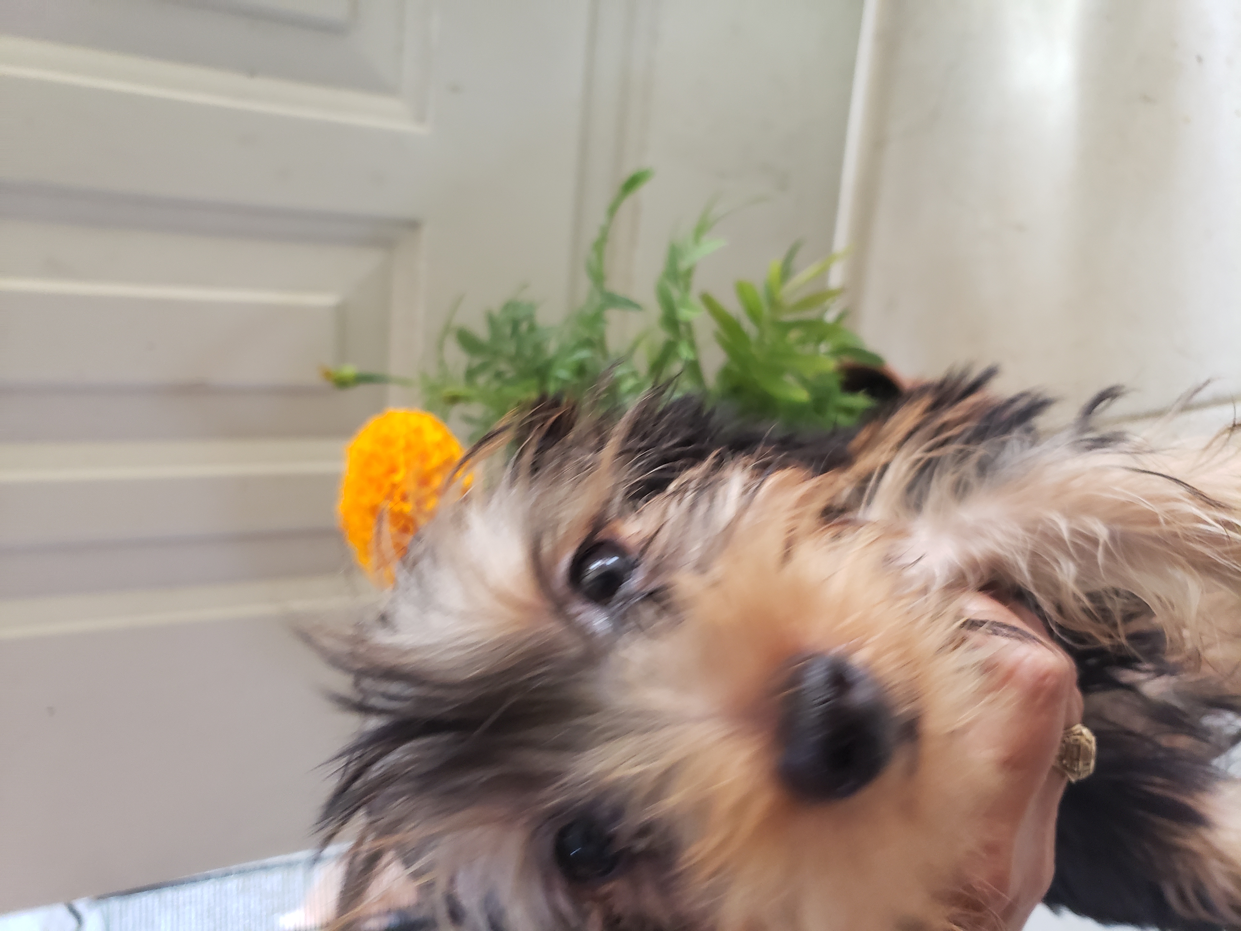 animales y mascotas - Chachorros Yorkshire terrier Hermosos Y Juguetones. 1