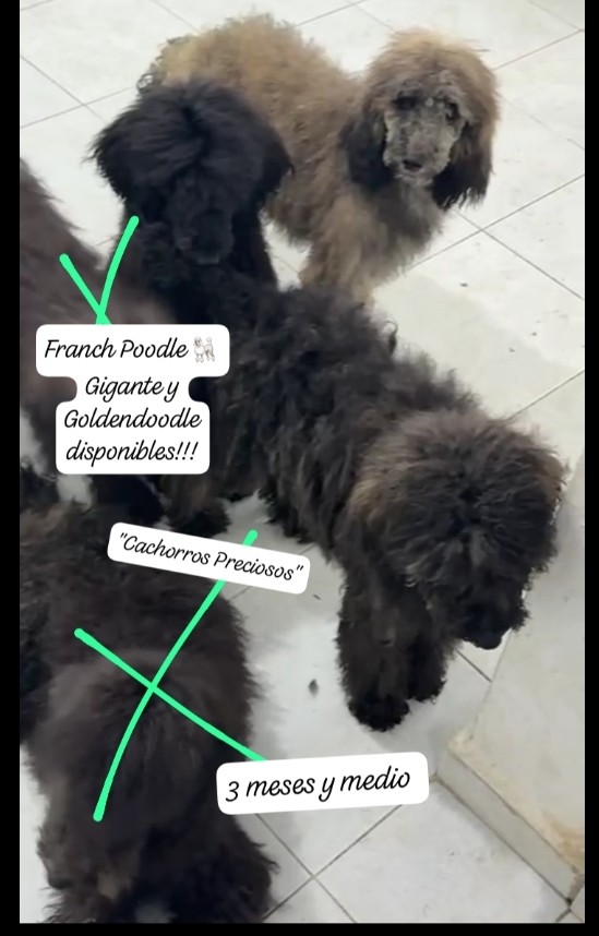 animales y mascotas - French Poodle Gigante y Goldendoodle de oportunidad!!! 9