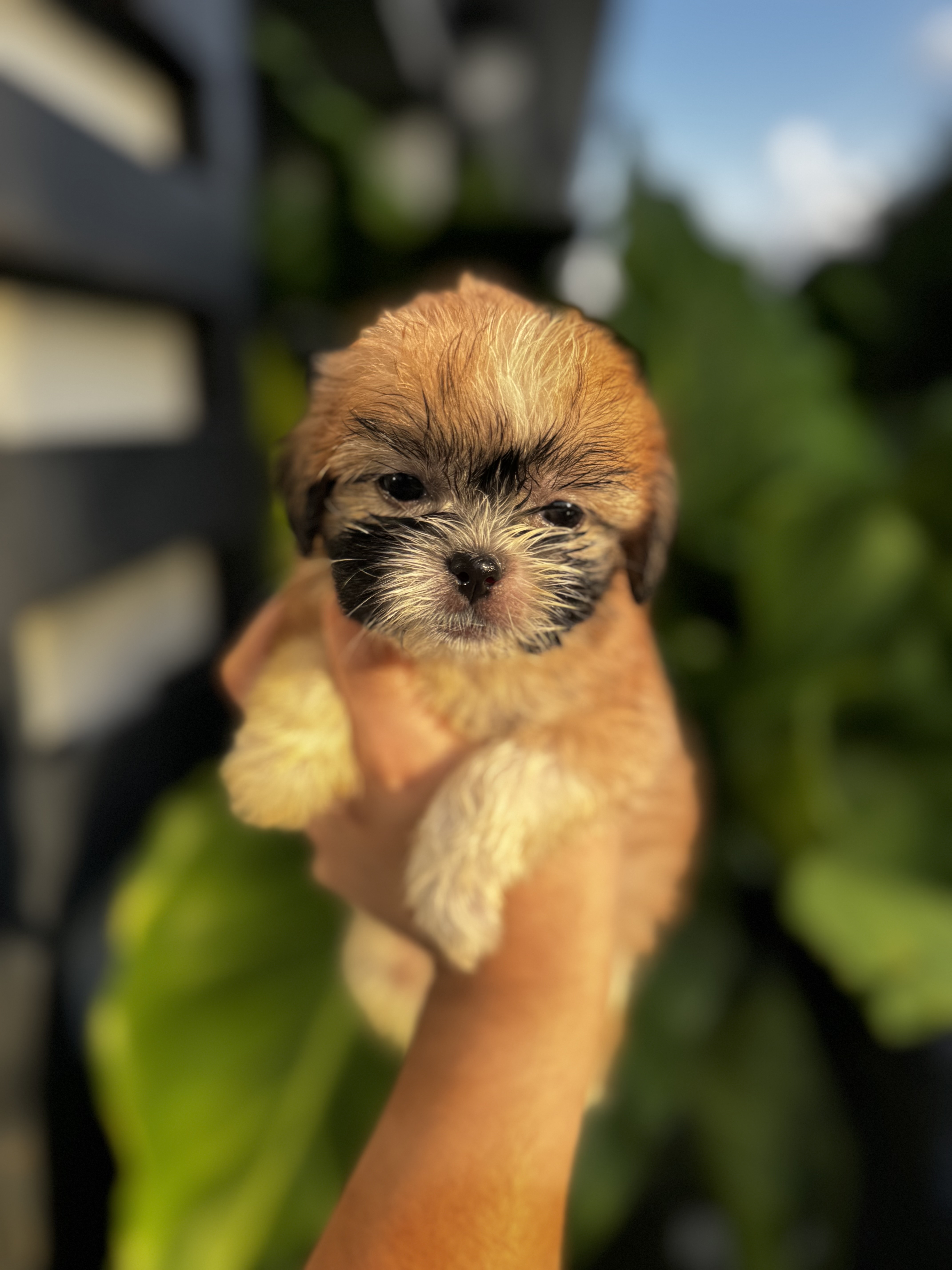 animales y mascotas - Cachorros Shih Tzu 0