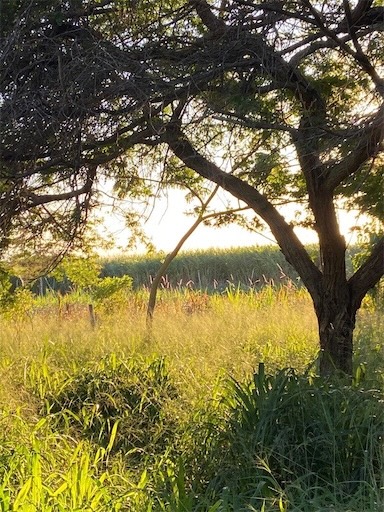 solares y terrenos - Finca de venta en Mamey 1