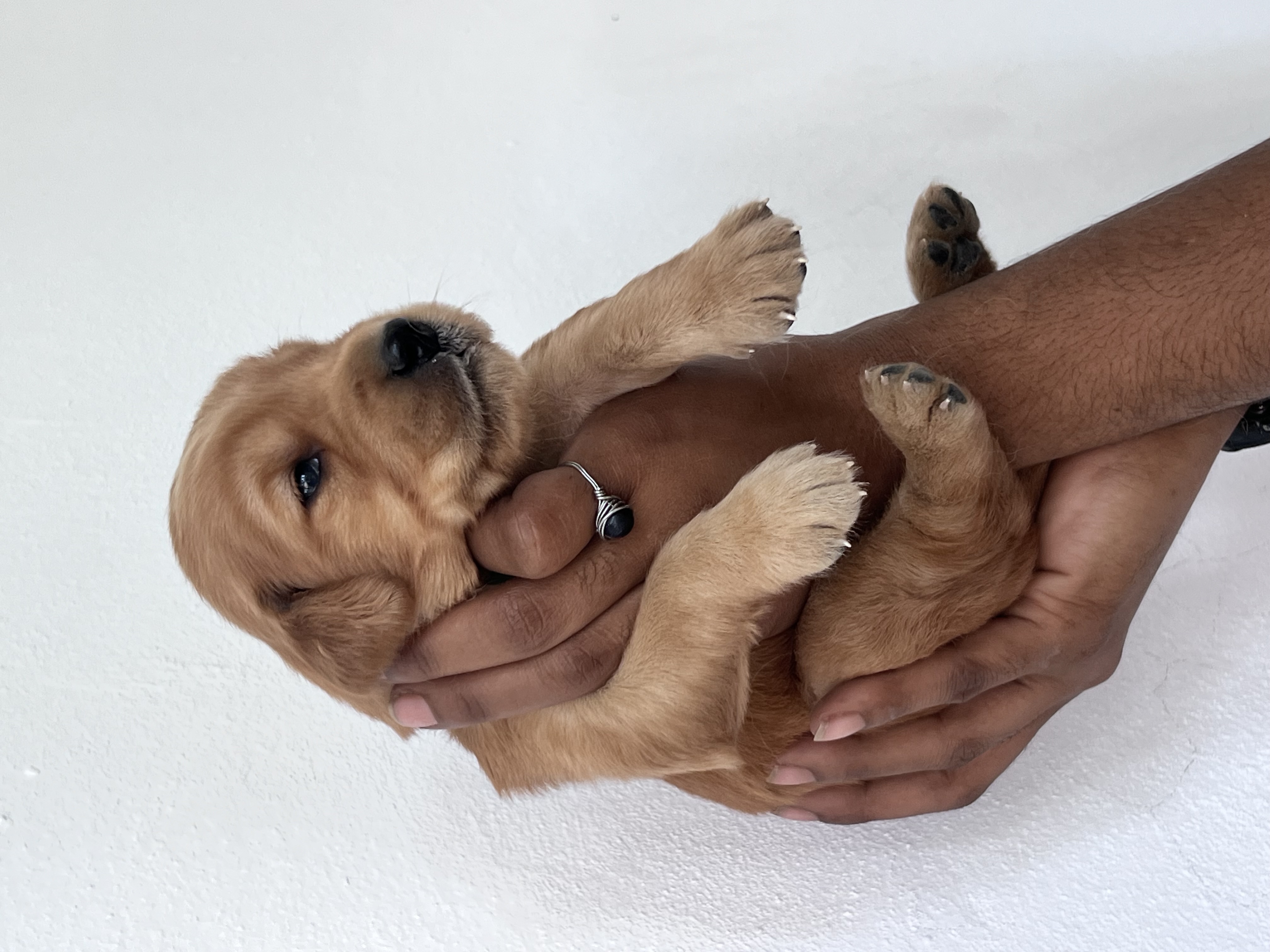 animales y mascotas - Cachorros Golden Retrieve puros  2