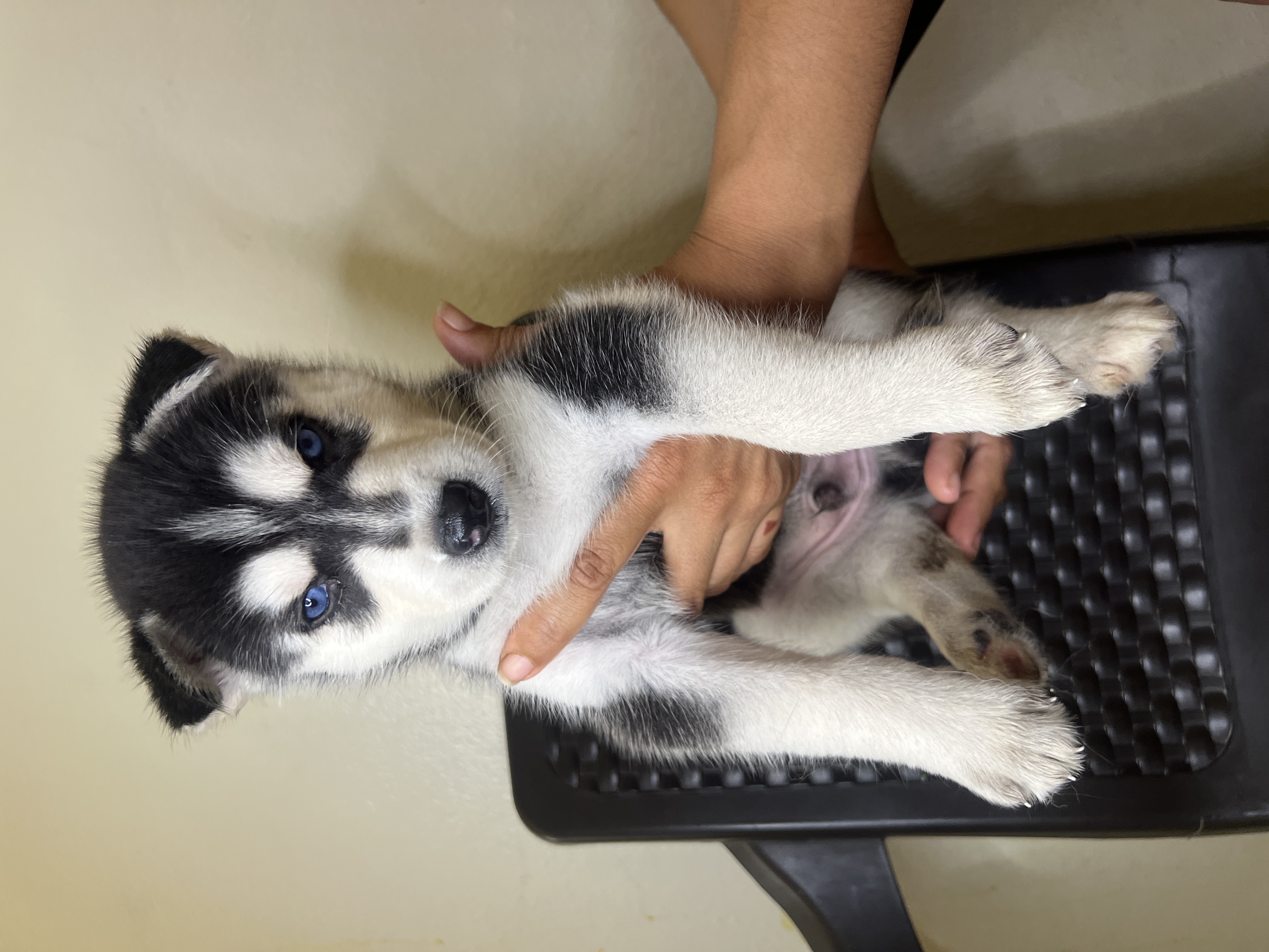 animales y mascotas - cachorros Husky siberianos  1