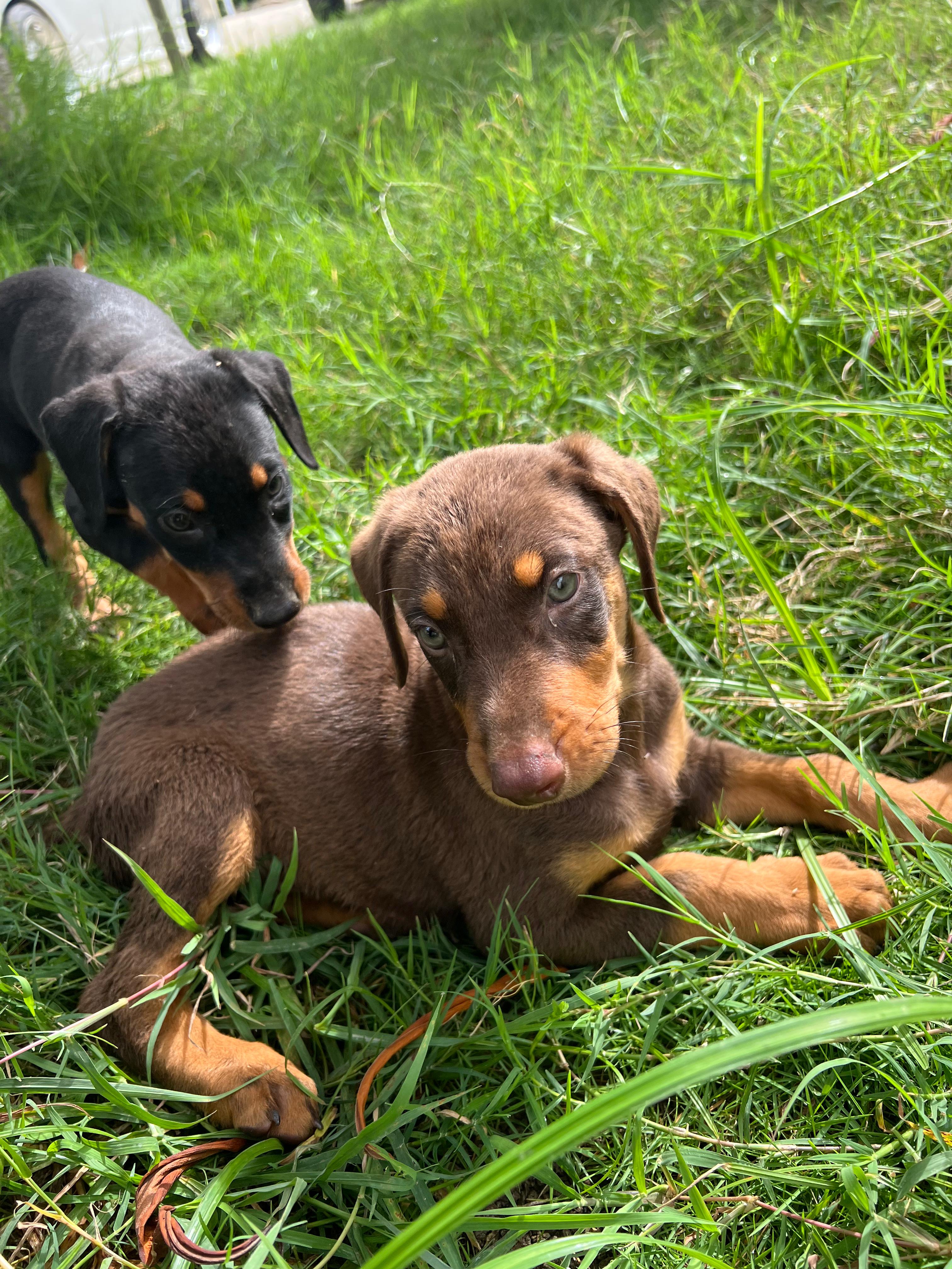 animales y mascotas - Doberman en Santo Domingo 829 288 6363 1