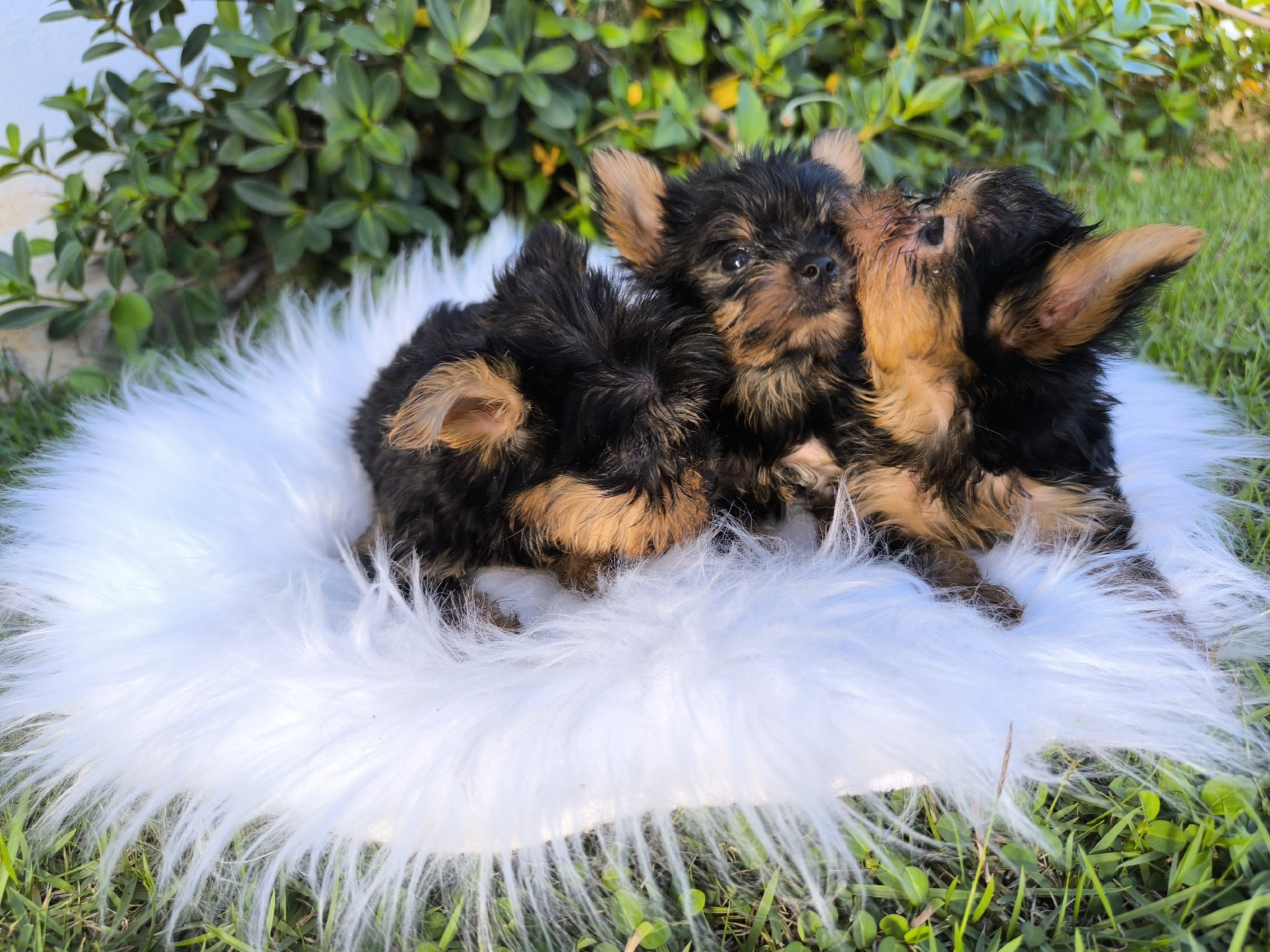 animales y mascotas - Yorkie mini 7