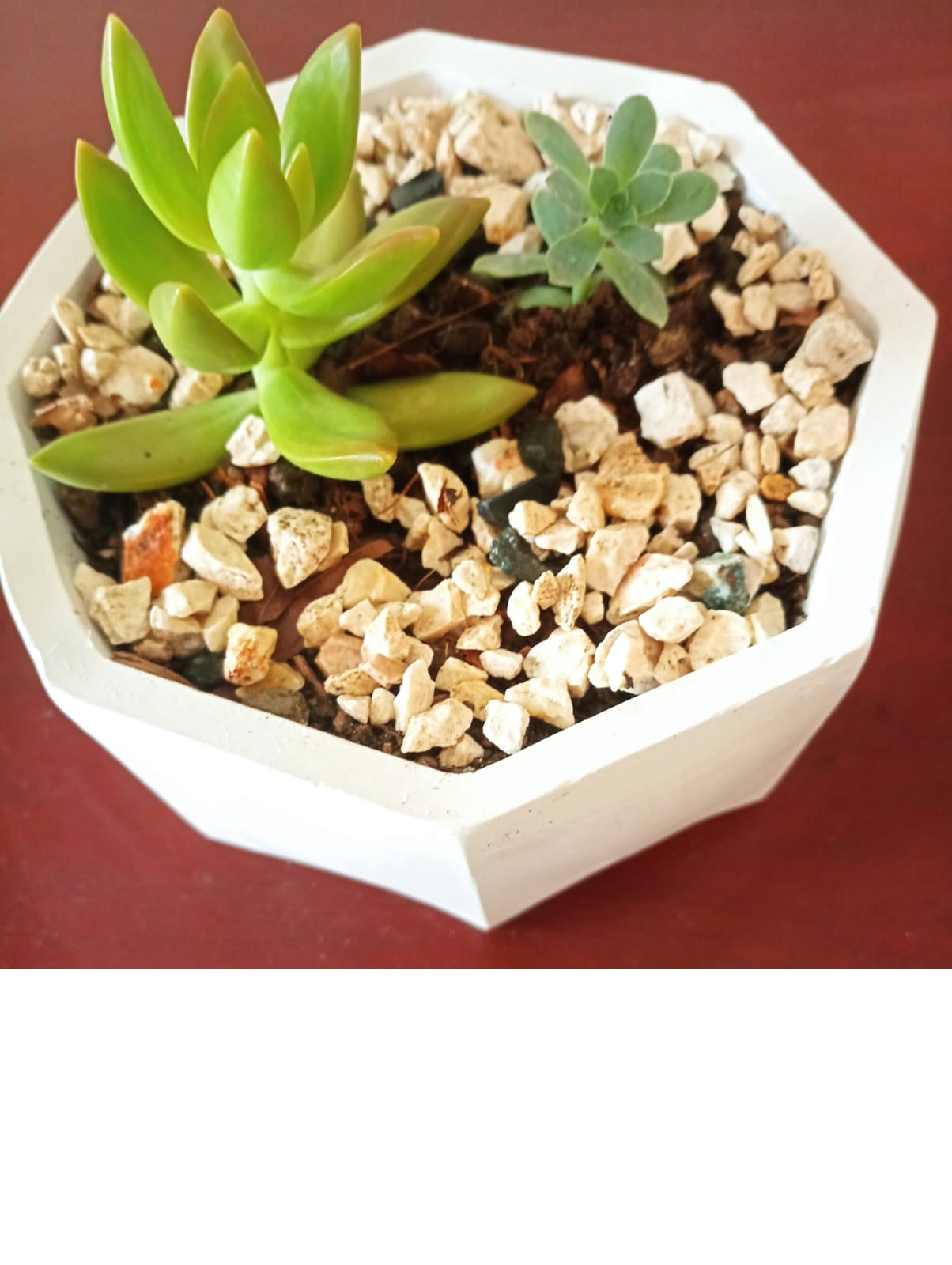 decoración y accesorios - Preciosas suculentas en delicados tarros.