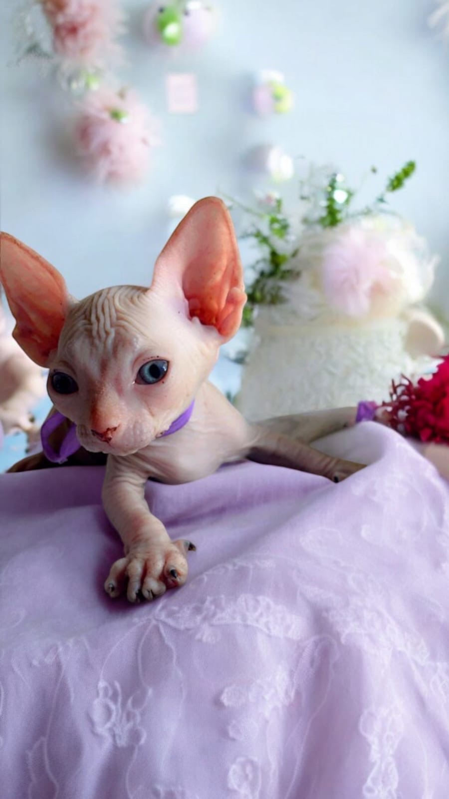 animales y mascotas - gatos esfinge
