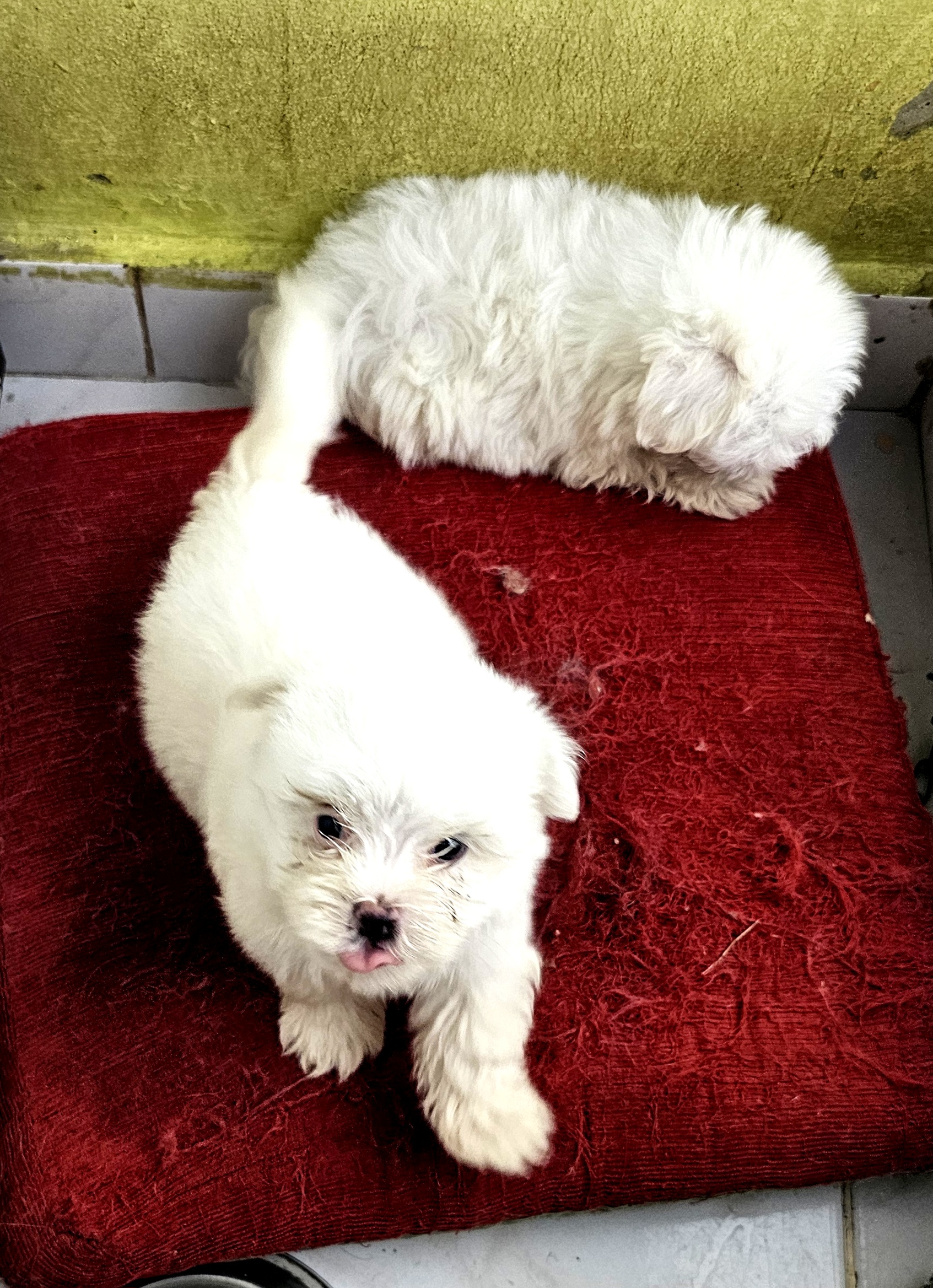 animales y mascotas - Bichon  maltés  toy Macho 3