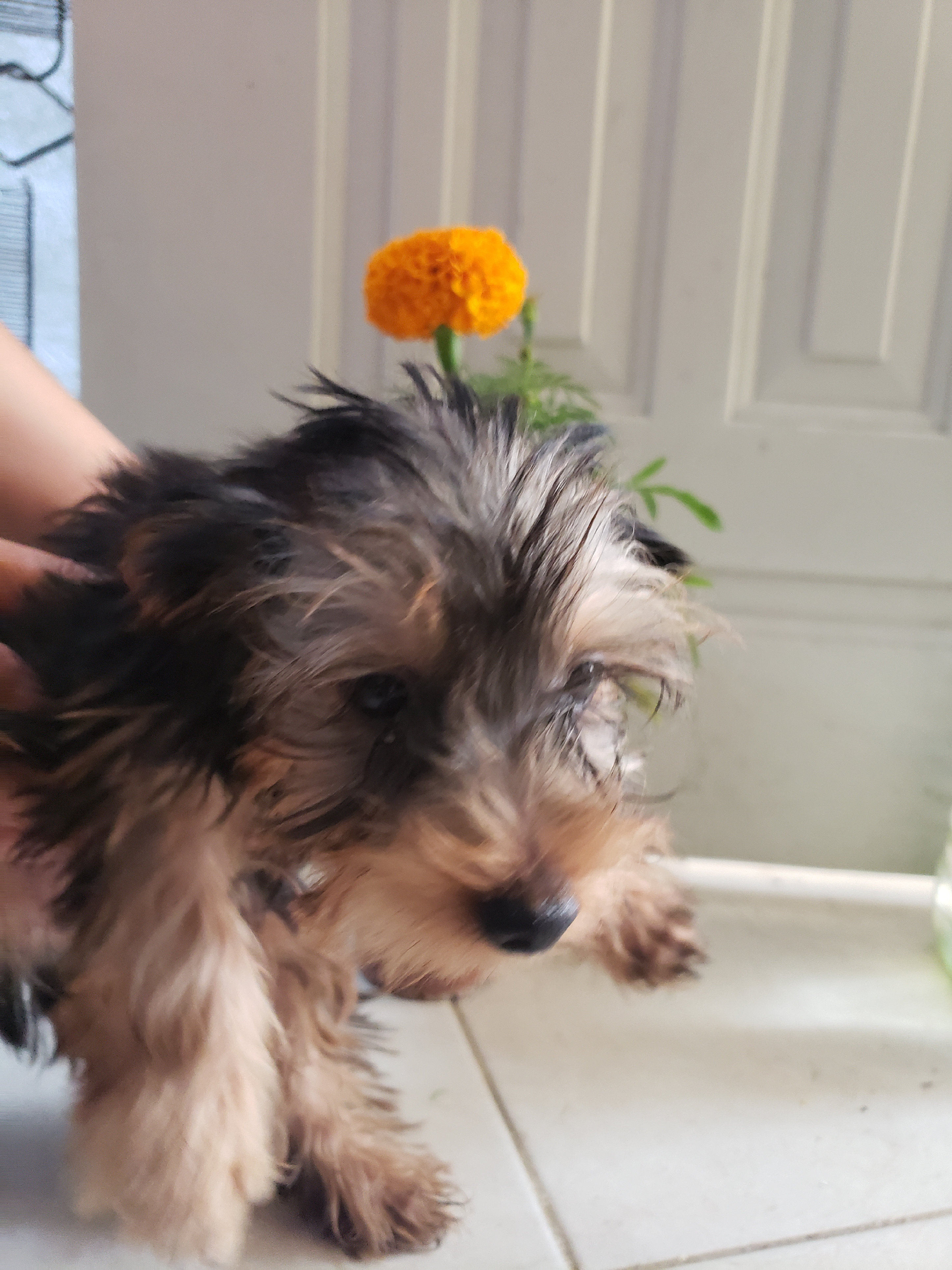 animales y mascotas - Chachorros Yorkshire terrier Hermosos Y Juguetones. 2
