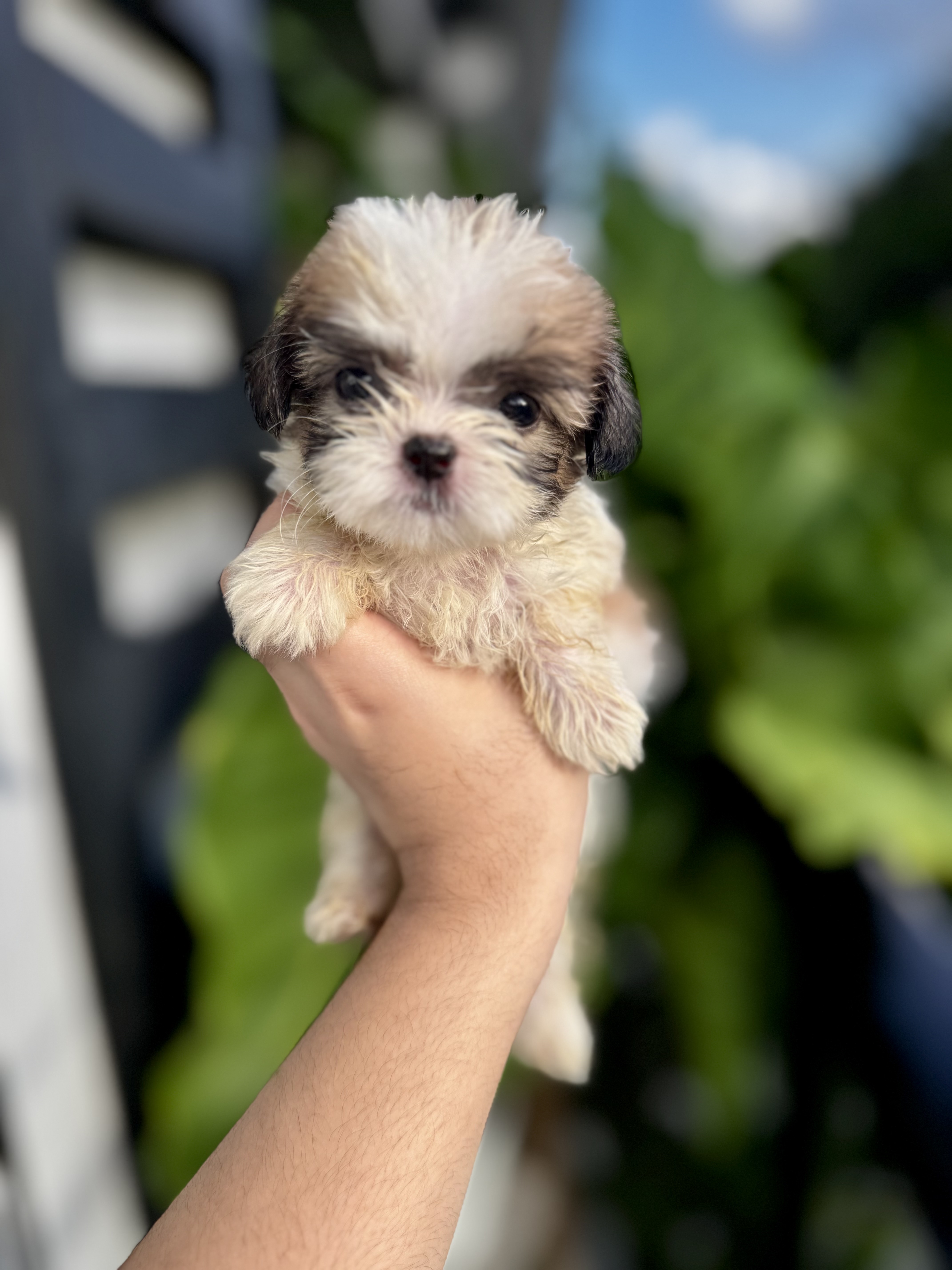animales y mascotas - Cachorros Shih Tzu 1
