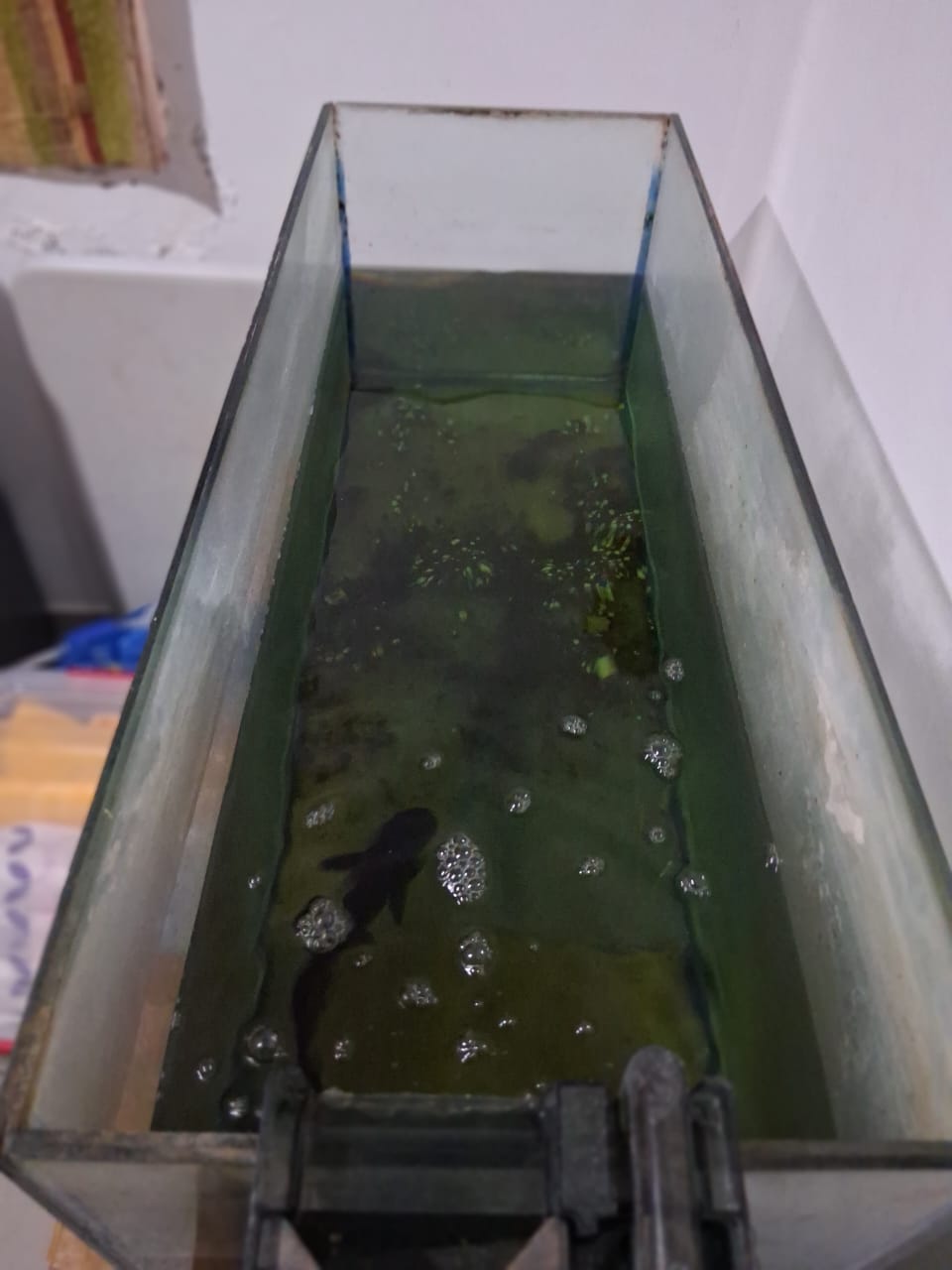 animales y mascotas - VENTA DE PECERA EN MUY BUENAS CONDICIONES 1