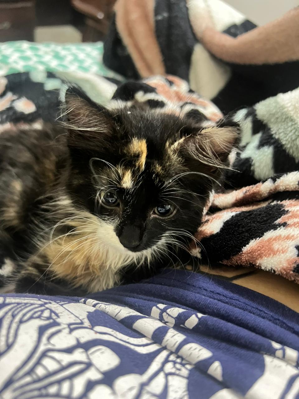 animales y mascotas - Vendo gata angora tiene 4 meses