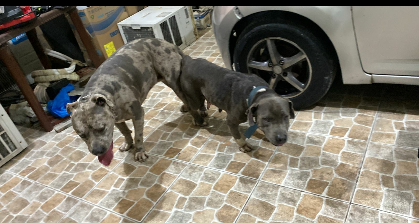 animales y mascotas - Pitbull tipo bull 2