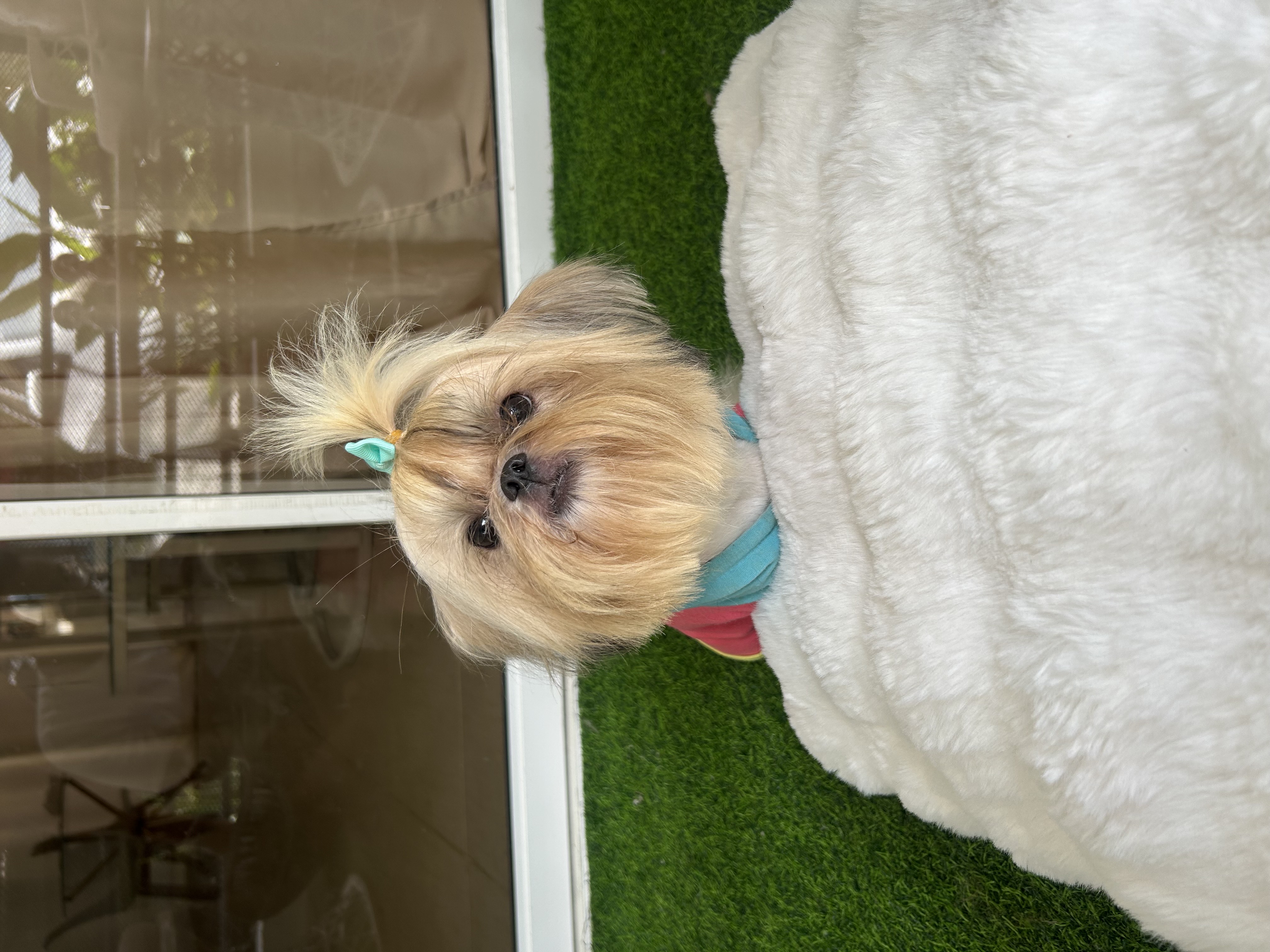 animales y mascotas - Padrote SHIH TZU abierto a monta 0
