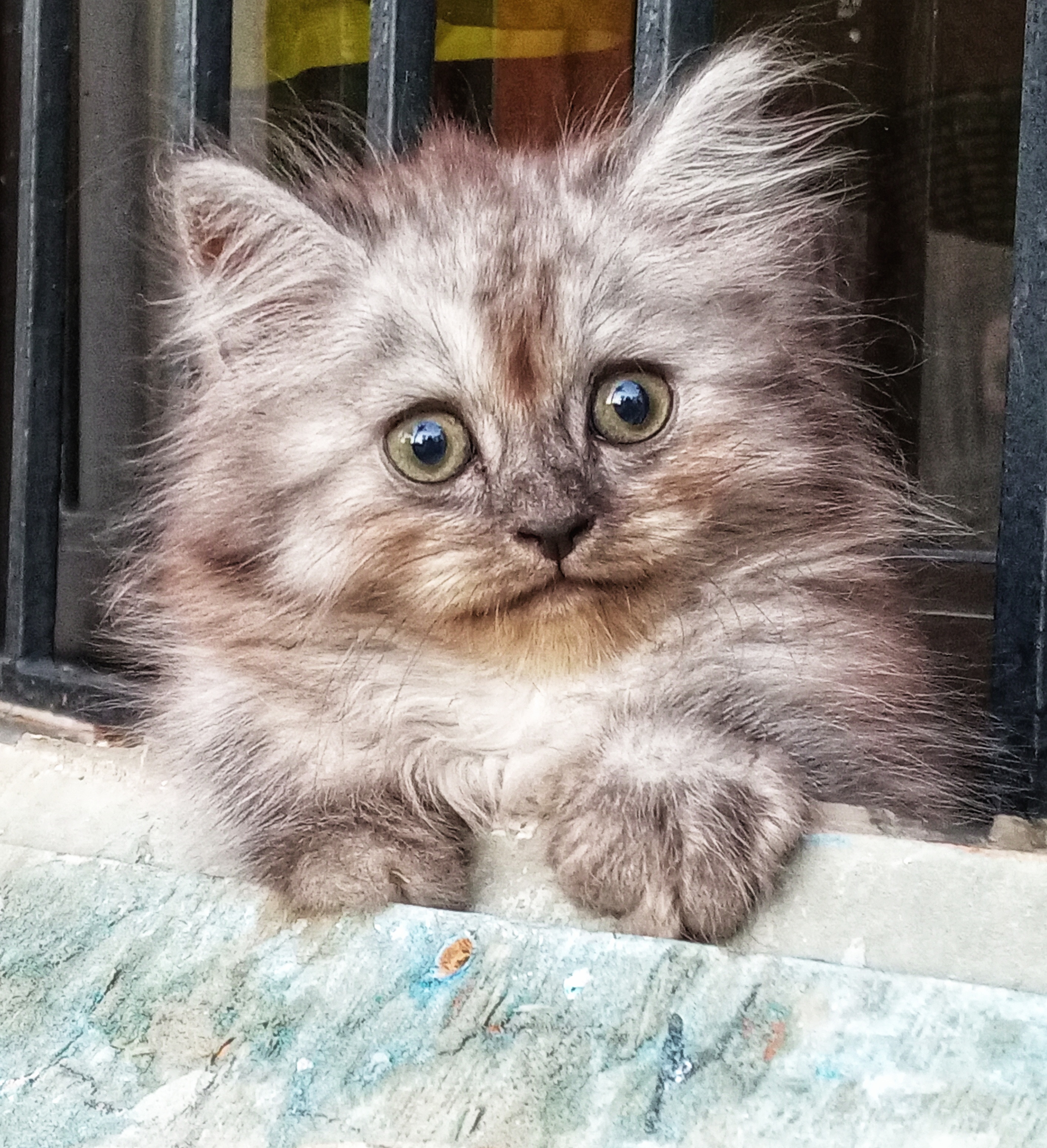 animales y mascotas - GATOS PERSA Puros y Adorables Listos Para Entrega