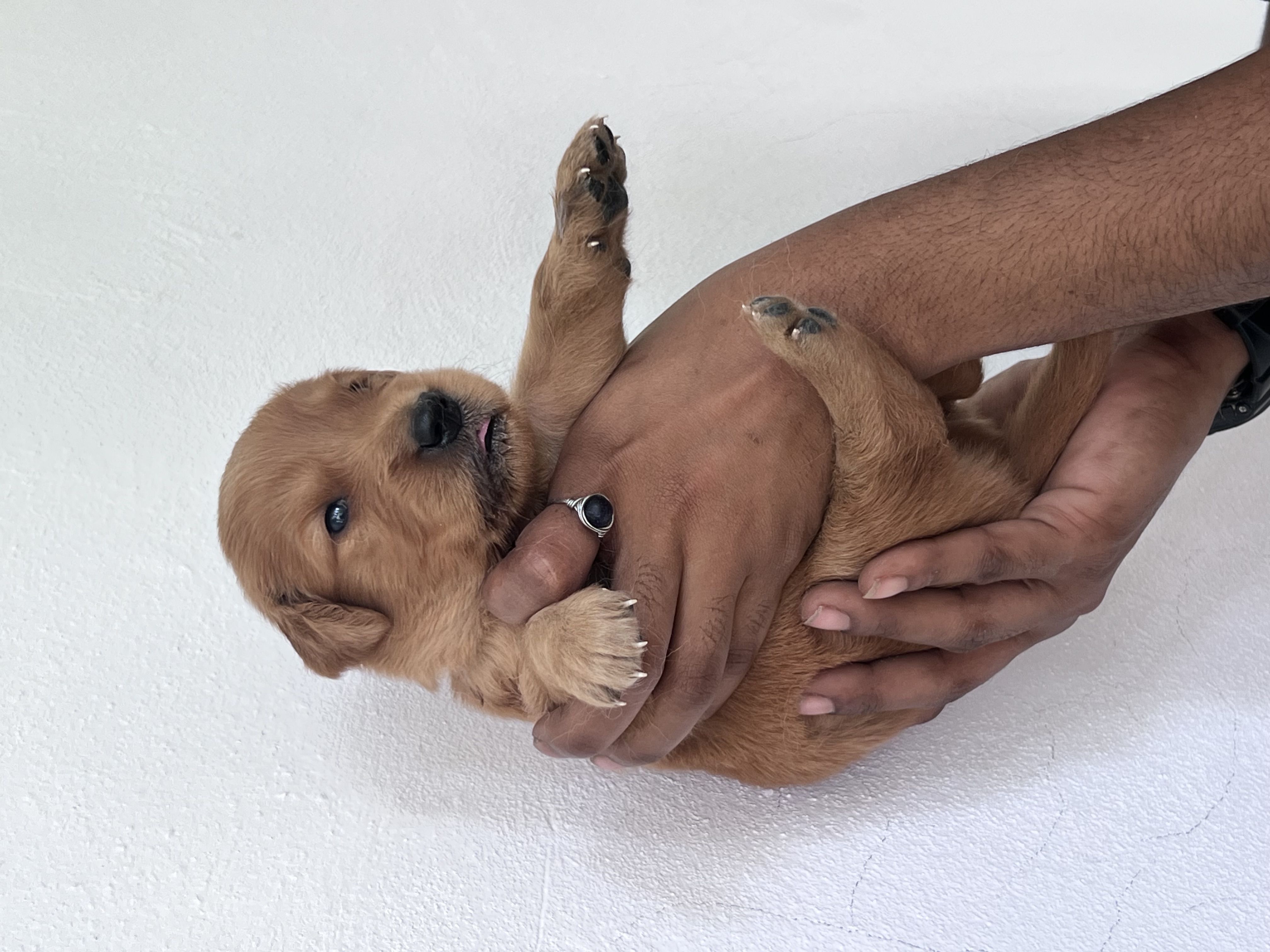 animales y mascotas - Cachorros Golden Retrieve puros  3