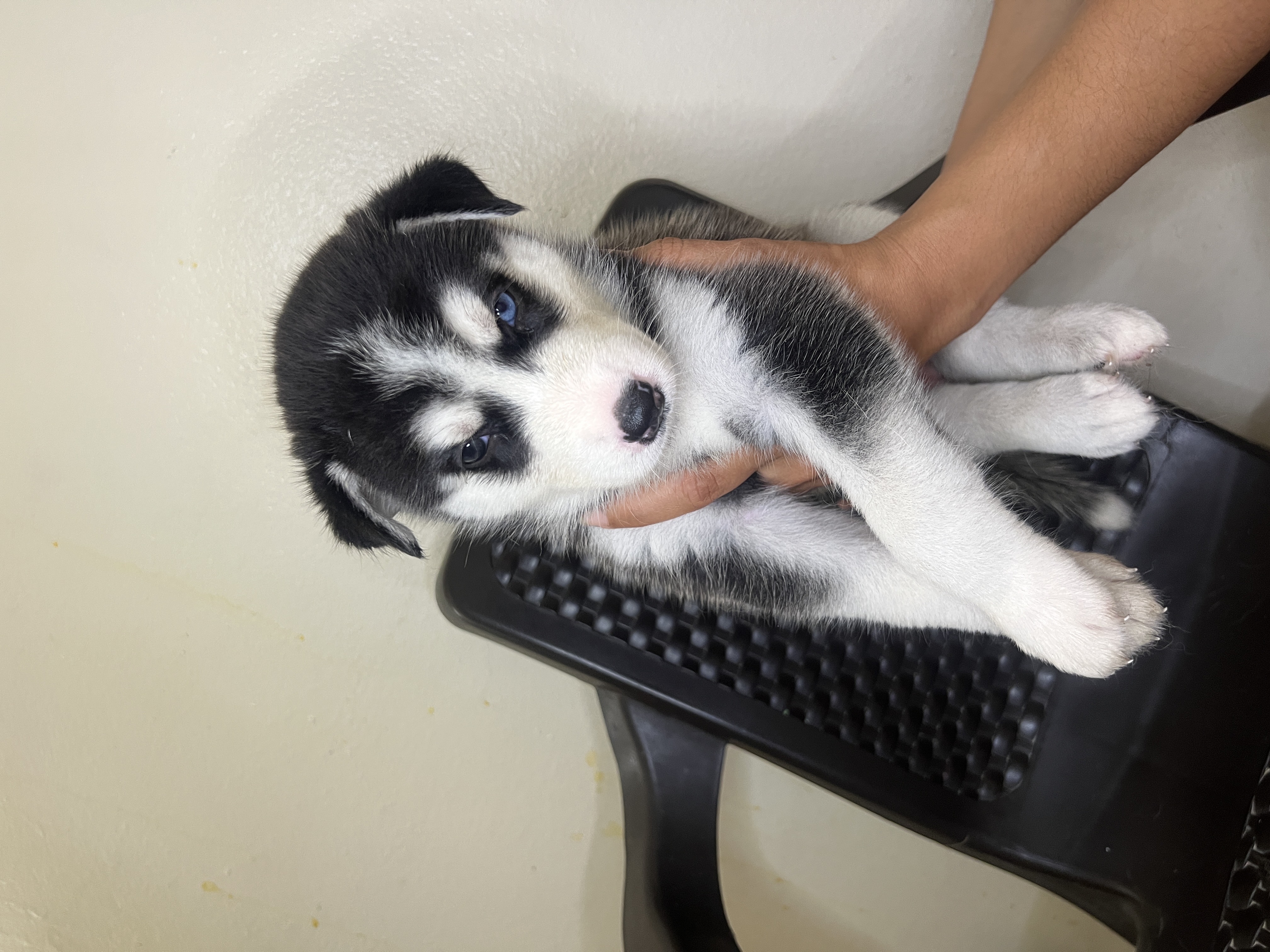 animales y mascotas - cachorros Husky siberianos  2