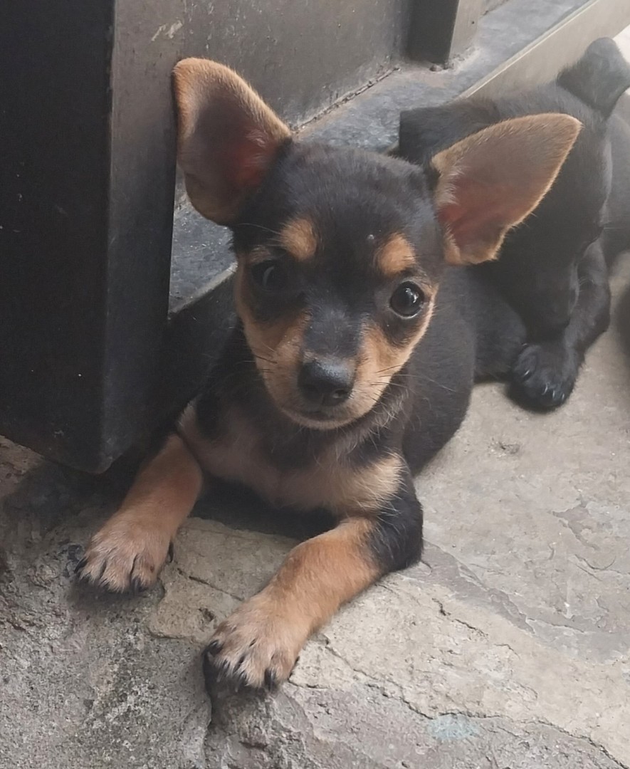 animales y mascotas - Chihuahua # 2 3