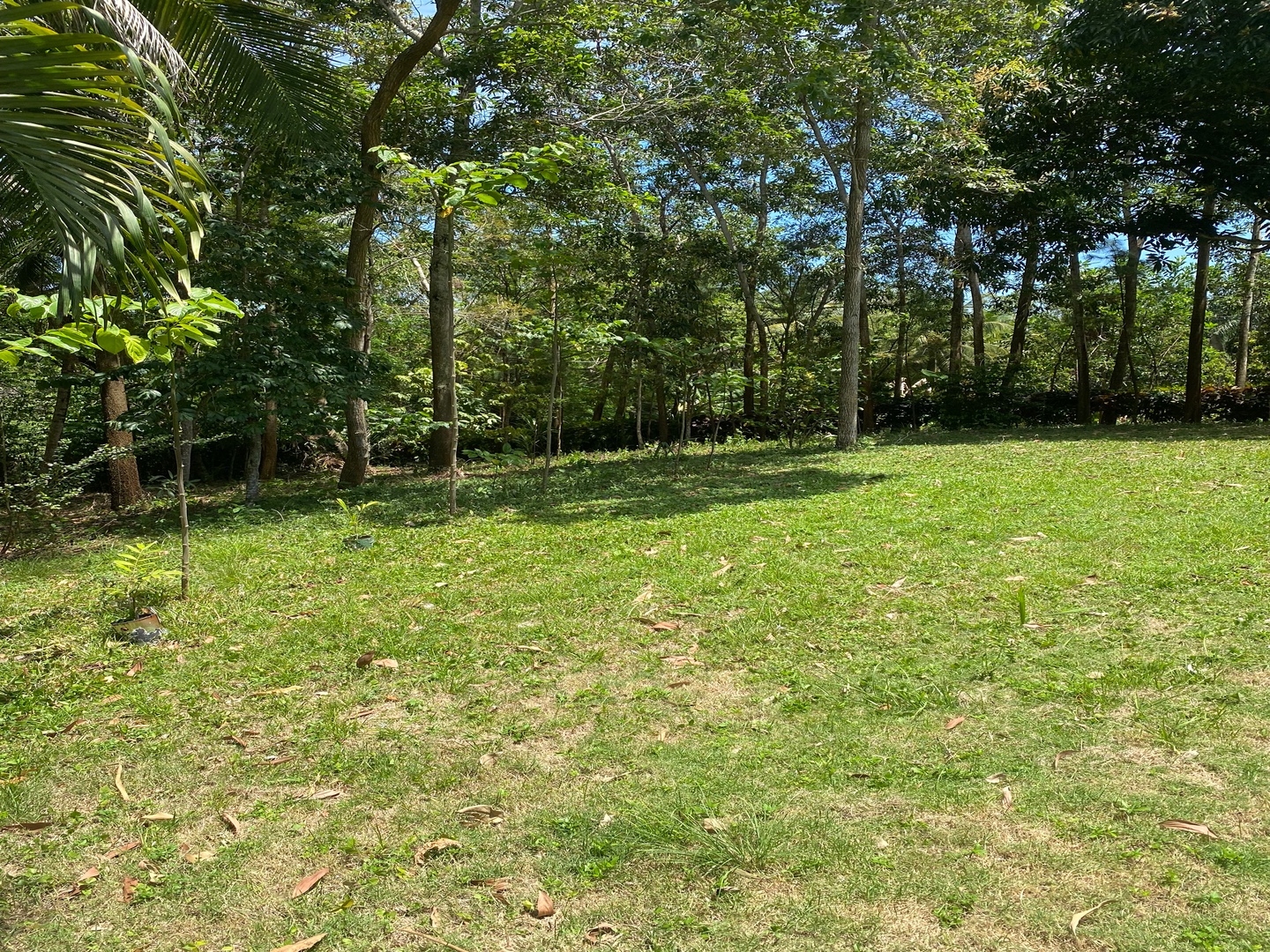 casas vacacionales y villas - Majestuosa finca de 60 tareas de tierra 1600 plantas de aguacate 500 de mango y  3