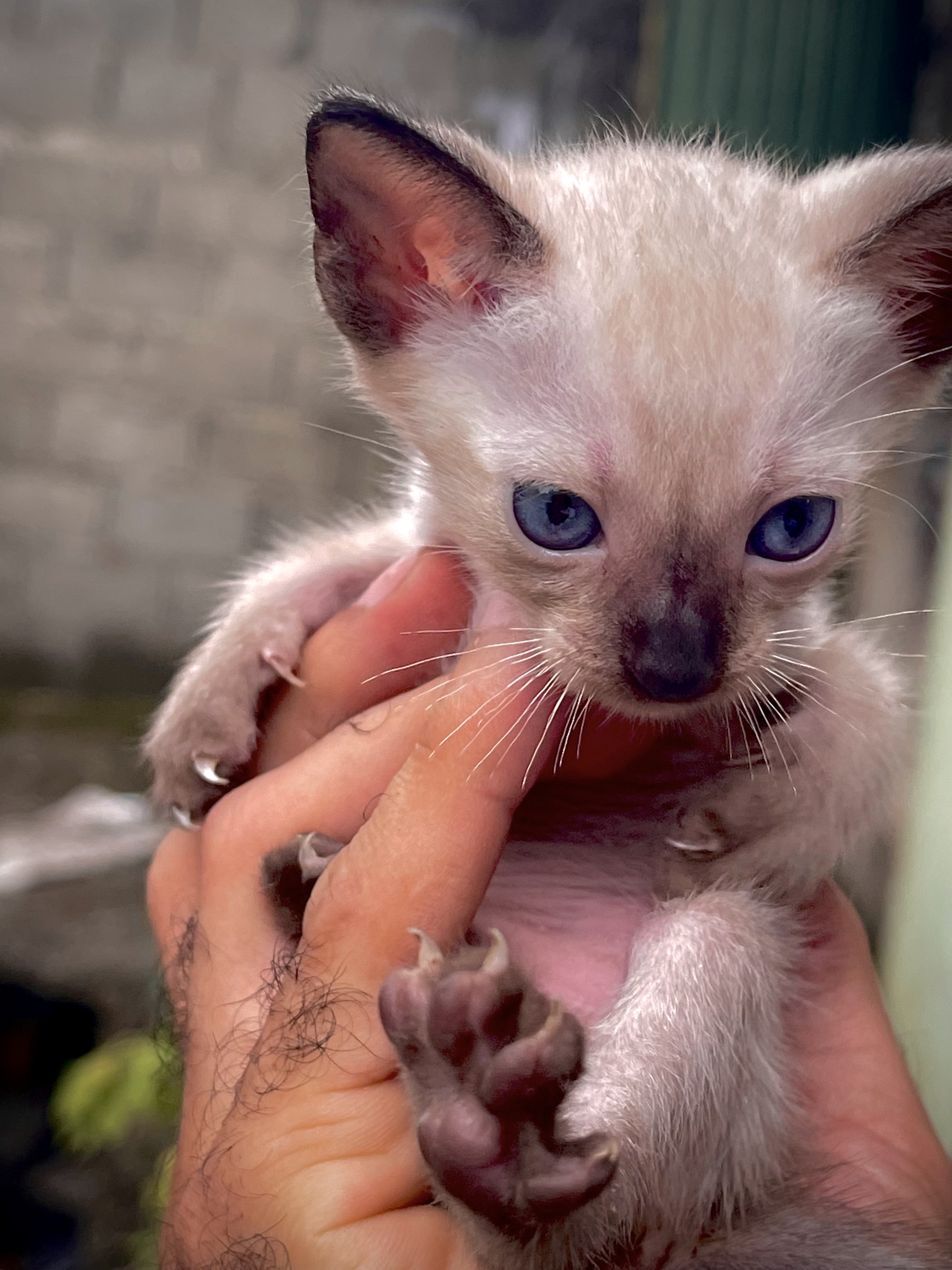 animales y mascotas - gatitos Siames para apartar 0