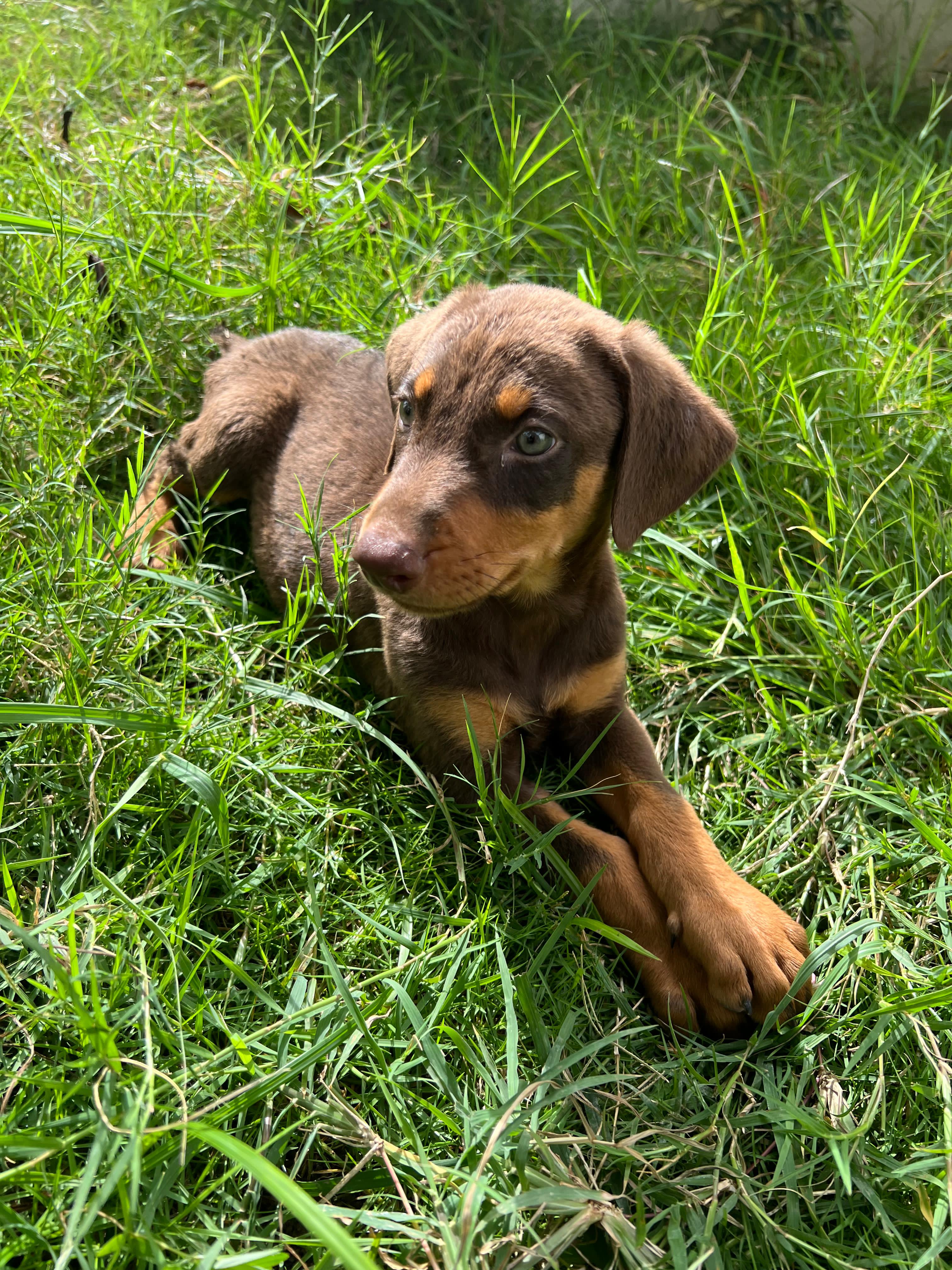 animales y mascotas - Doberman en Santo Domingo 829 288 6363 2