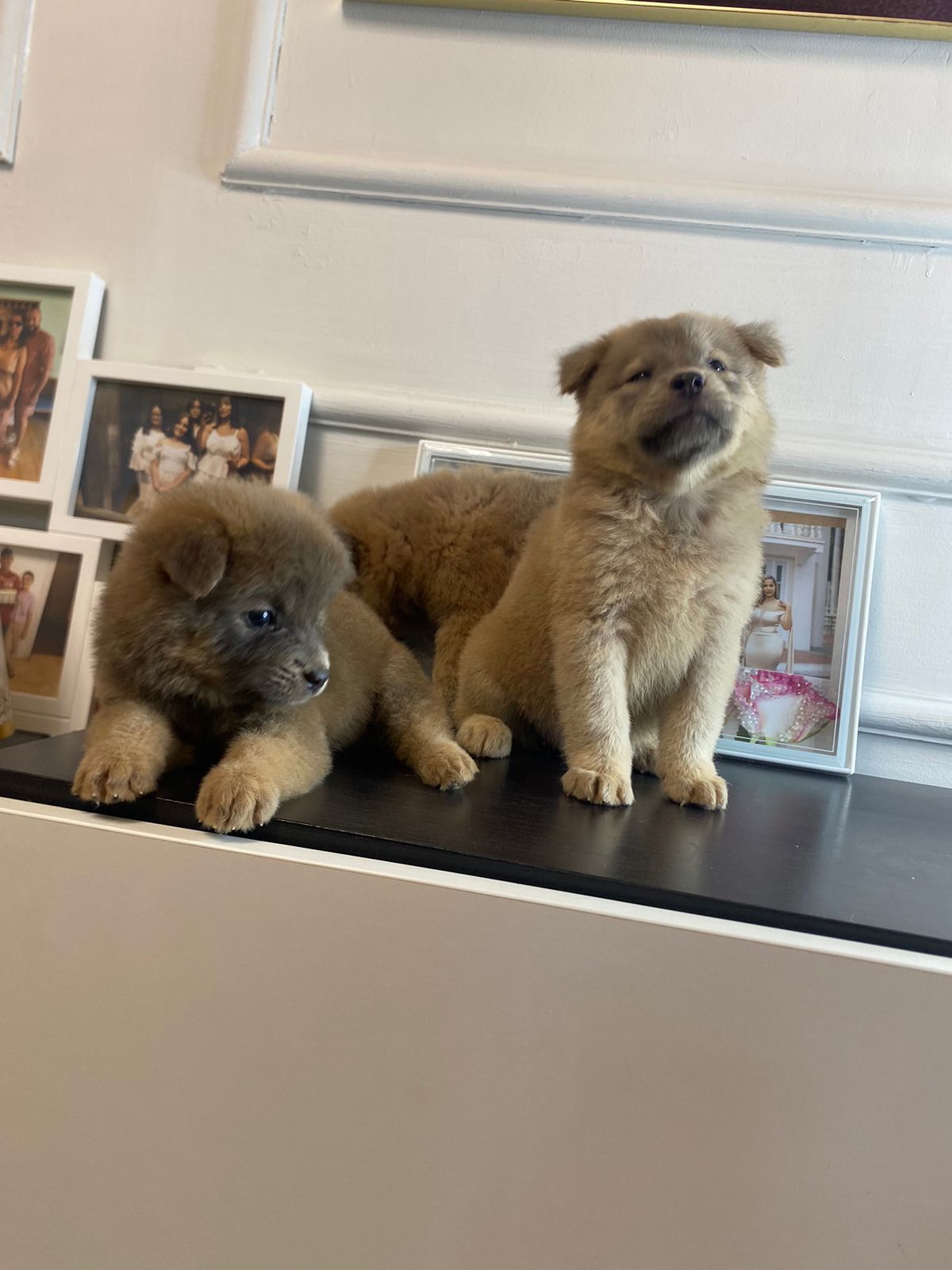 animales y mascotas - OFERTA CACHORRO CHOW CHOW HEMBRA EN SANTO DOMINGO 