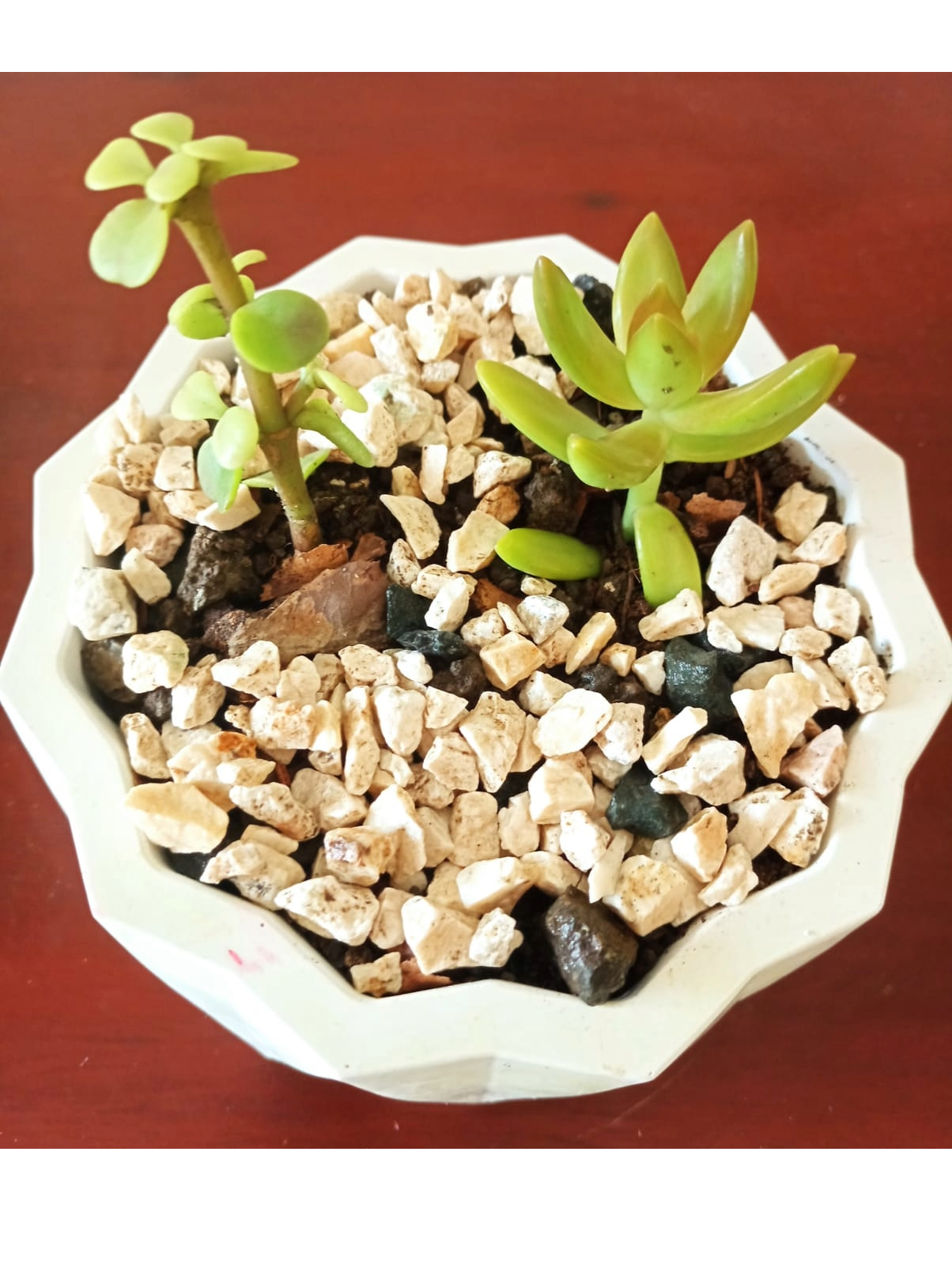 decoración y accesorios - Preciosas suculentas en delicados tarros. 1