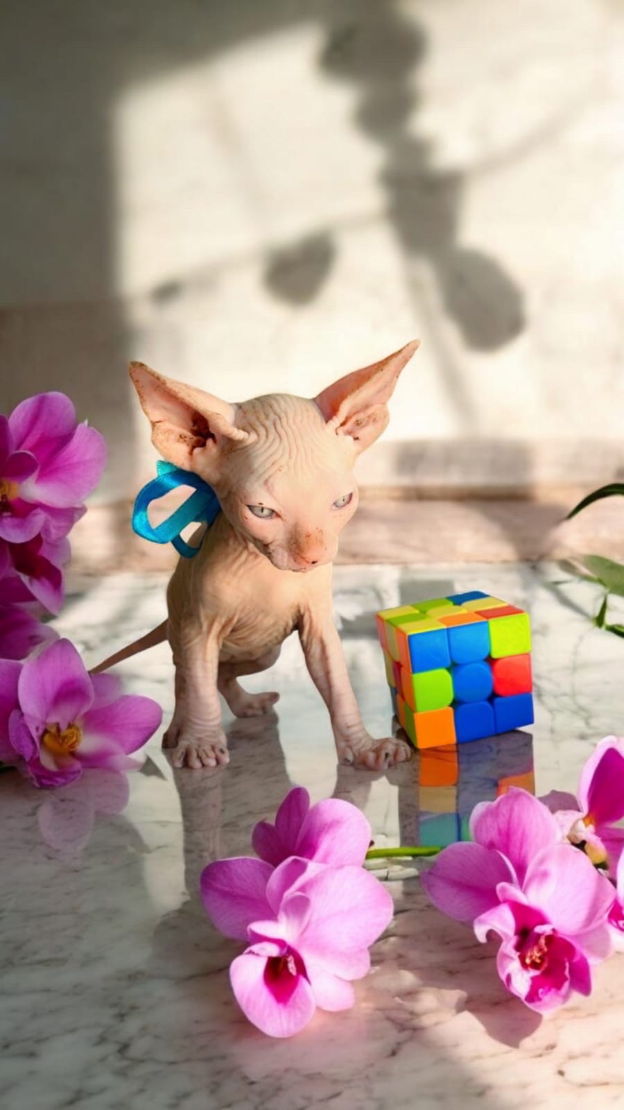animales y mascotas - gatos esfinge 1