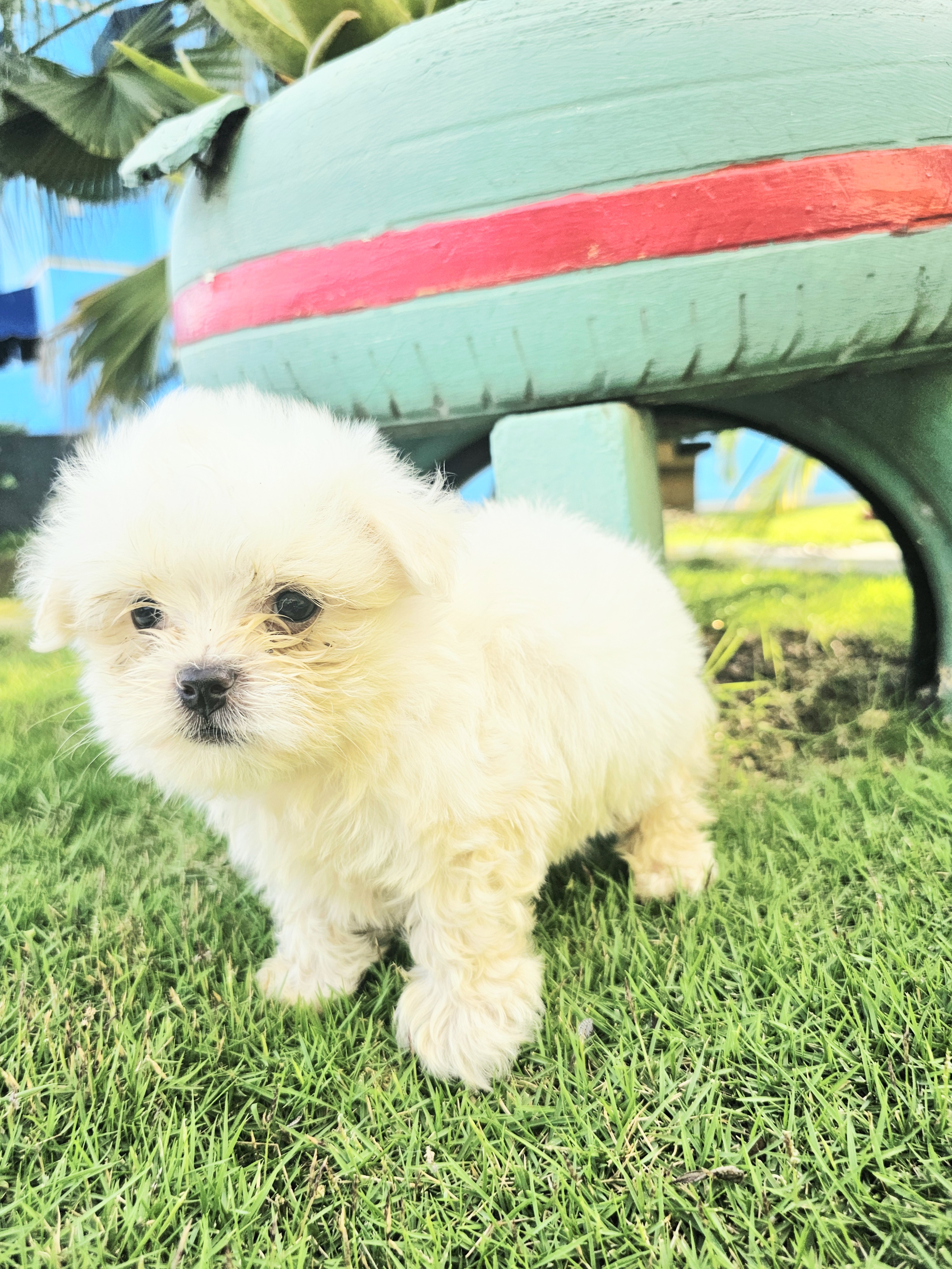 animales y mascotas - Bichon  maltés  toy Macho 4