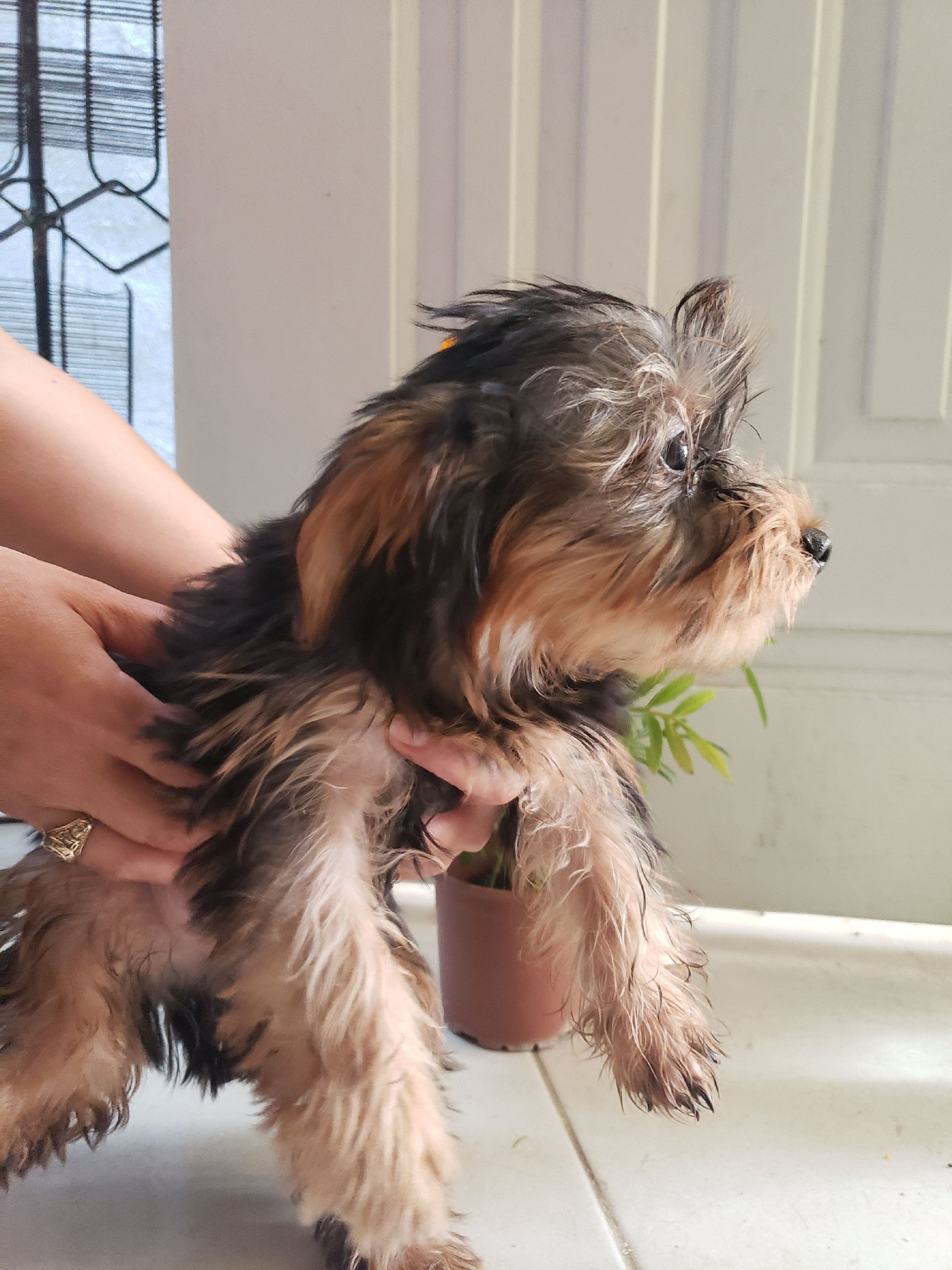 animales y mascotas - Chachorros Yorkshire terrier Hermosos Y Juguetones. 3