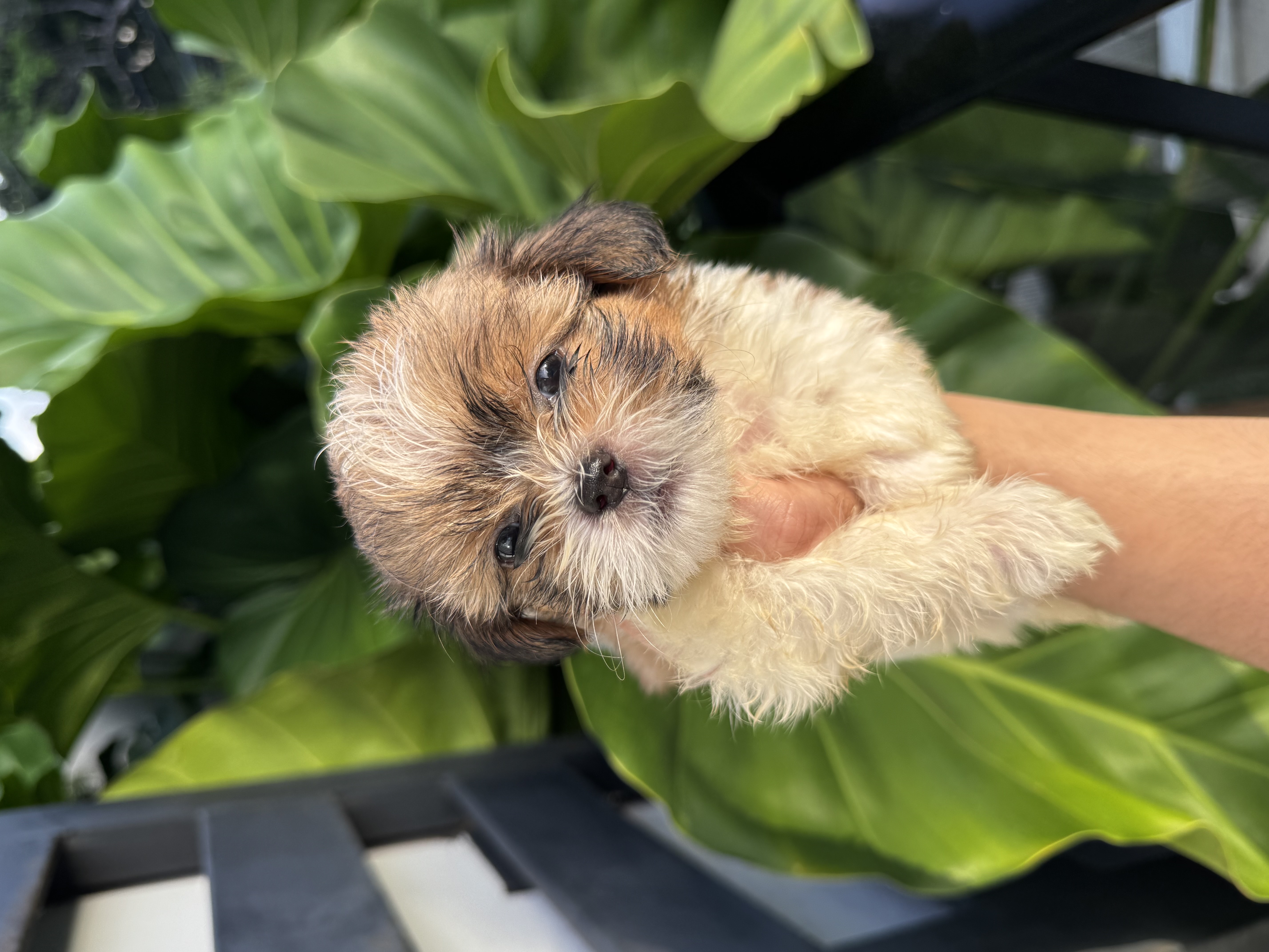 animales y mascotas - Cachorros Shih Tzu 2