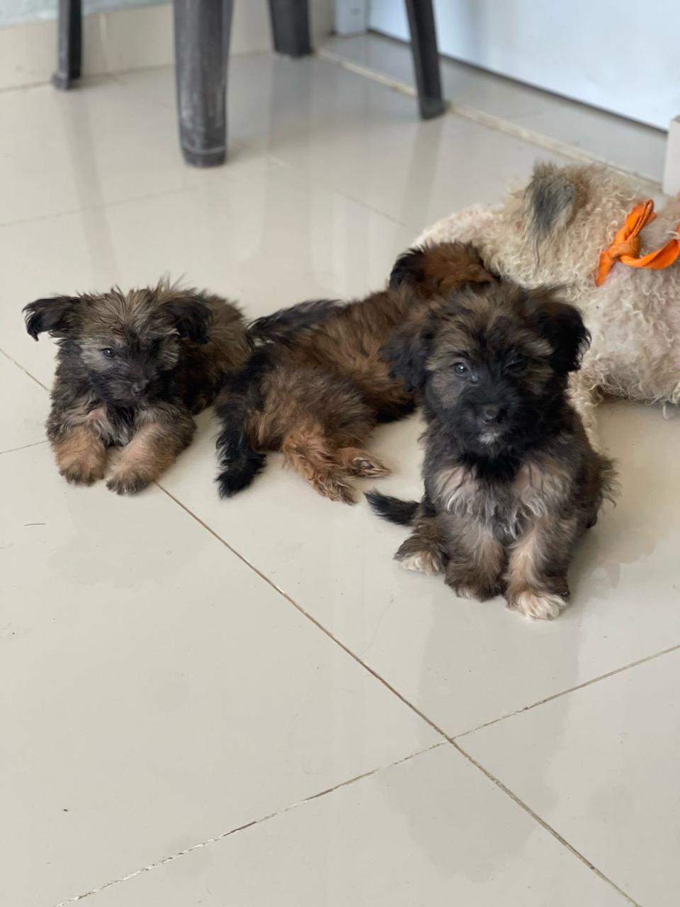 animales y mascotas - Yorkipud 0