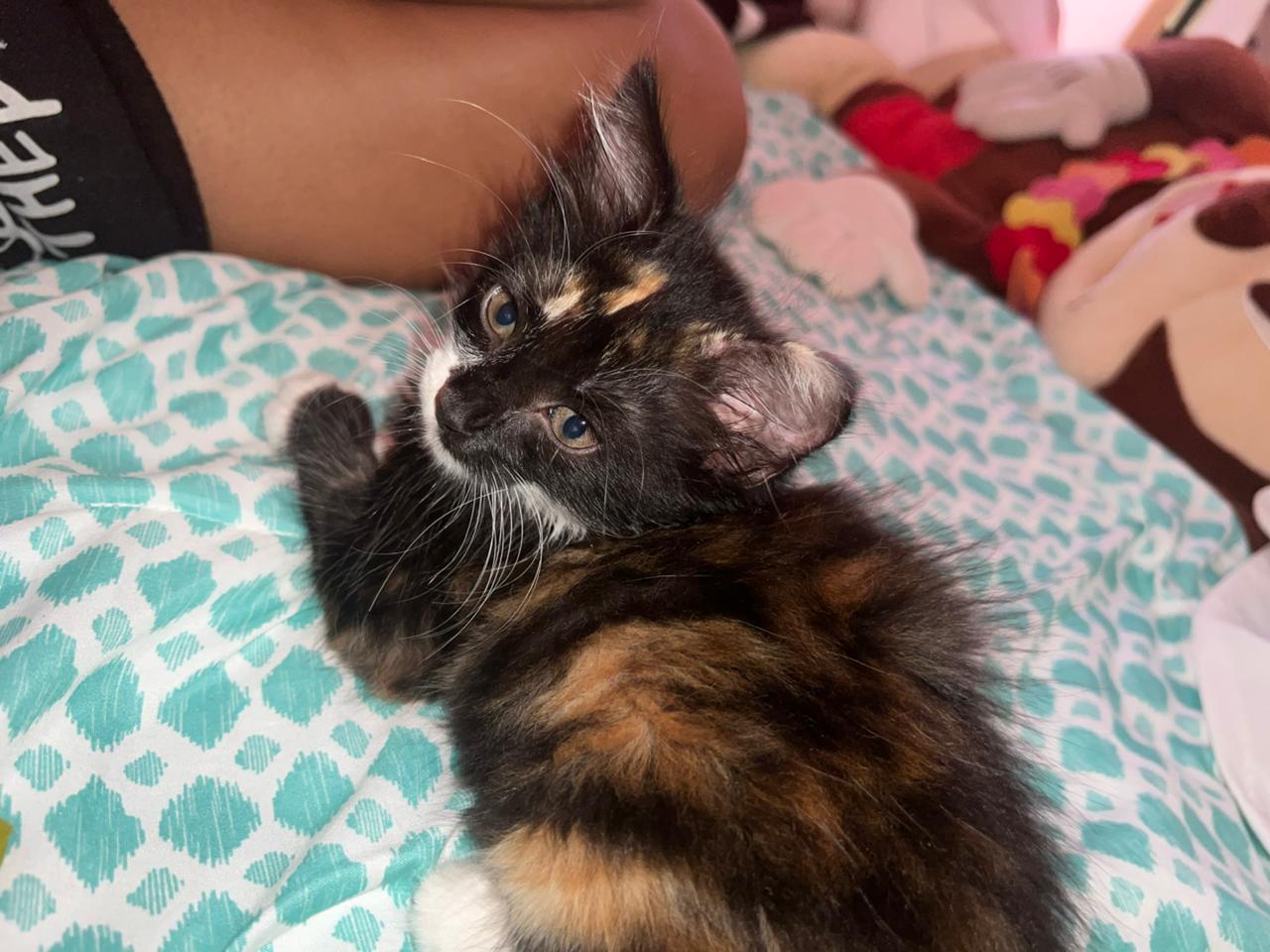 animales y mascotas - Vendo gata angora tiene 4 meses 1