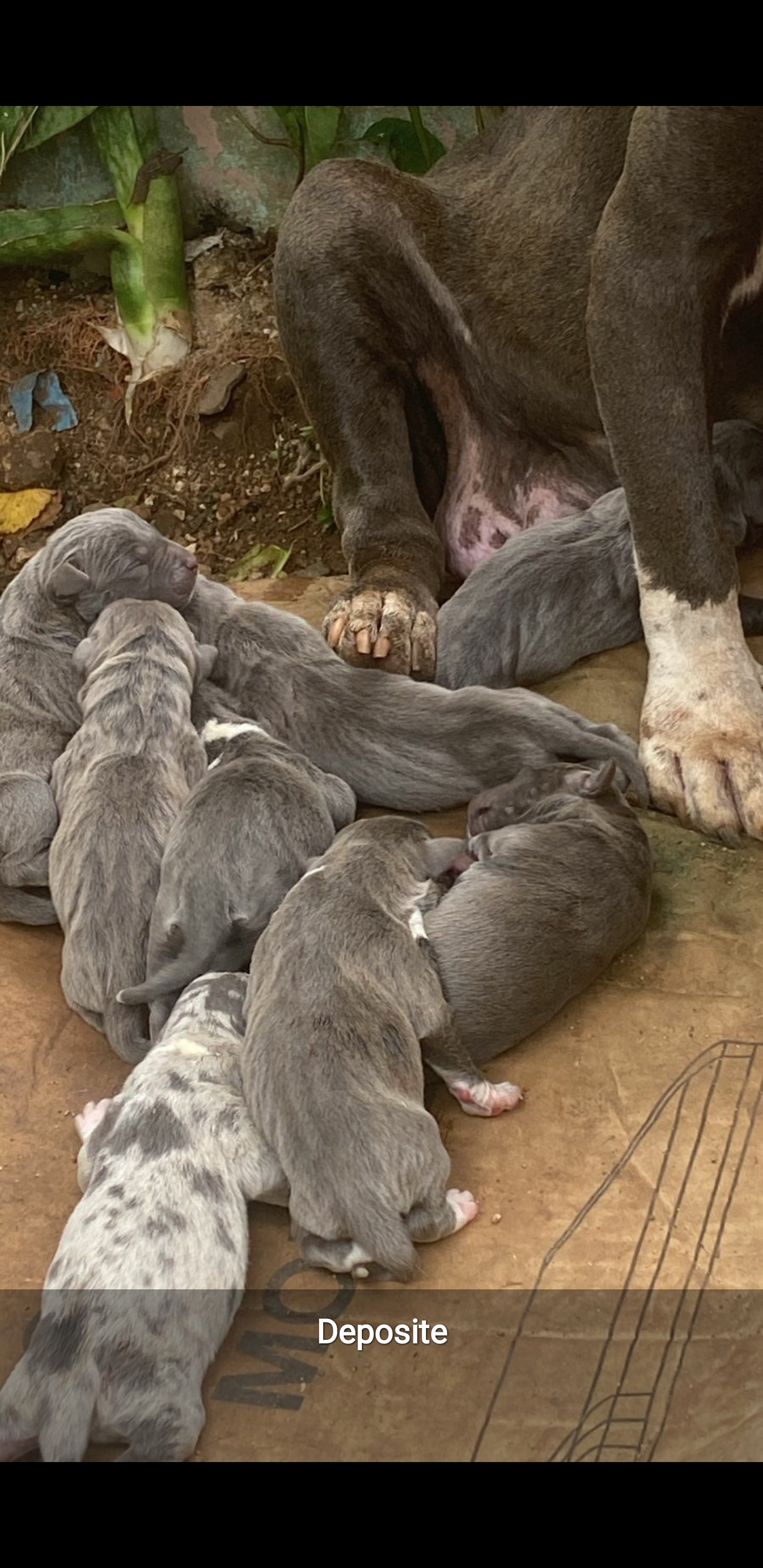 animales y mascotas - Pitbull tipo bull 3