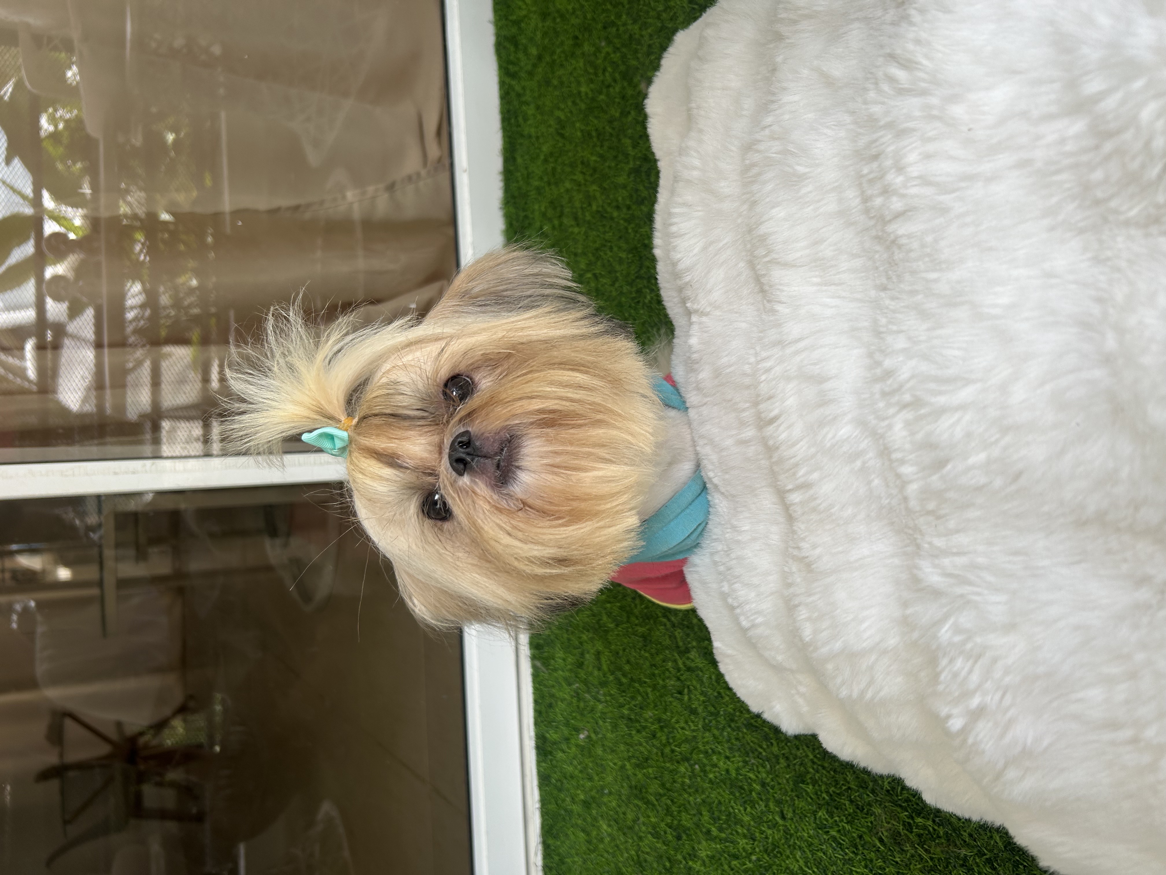 animales y mascotas - Padrote SHIH TZU abierto a monta 1