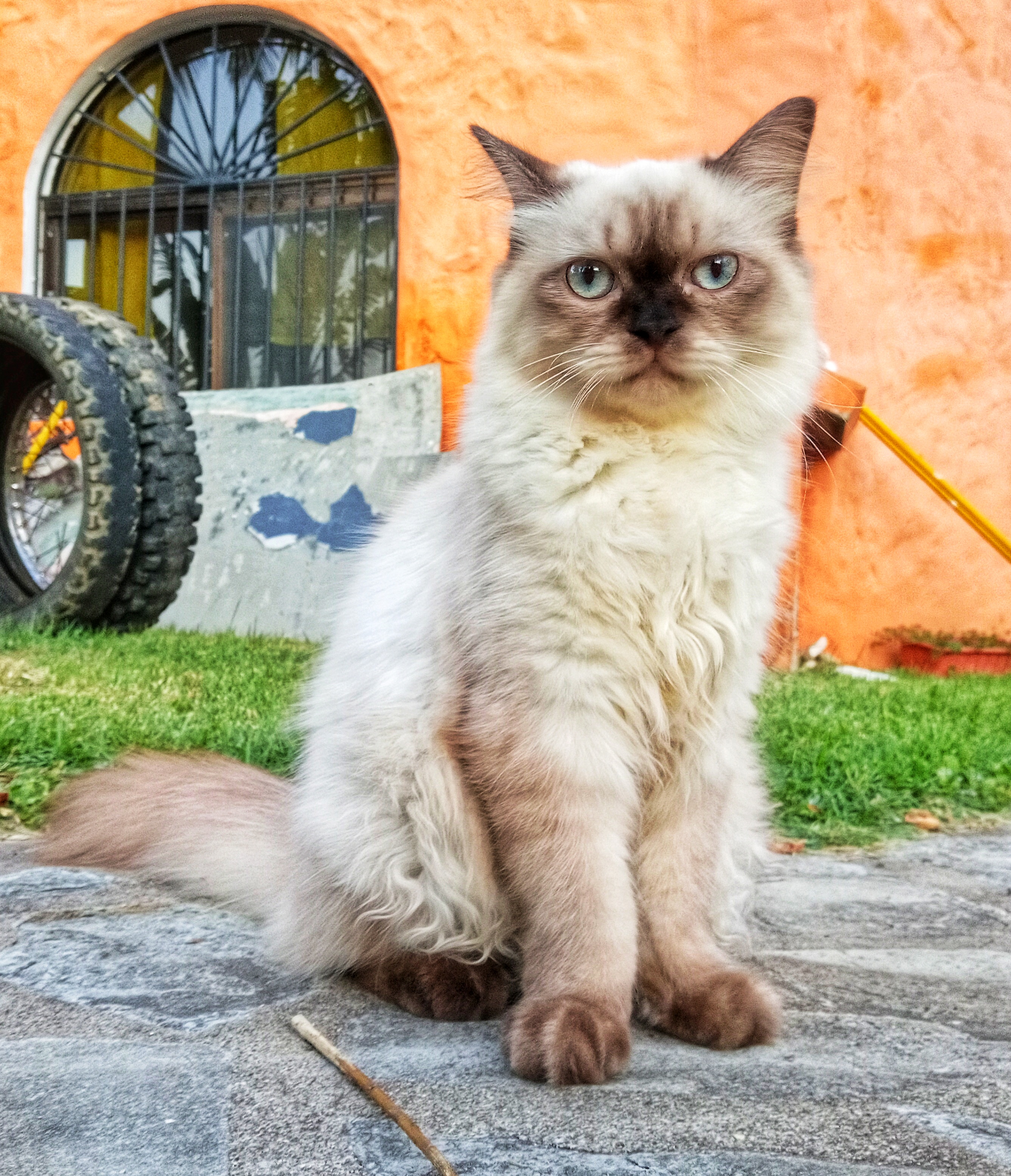 animales y mascotas - GATOS PERSA Puros y Adorables Listos Para Entrega 1