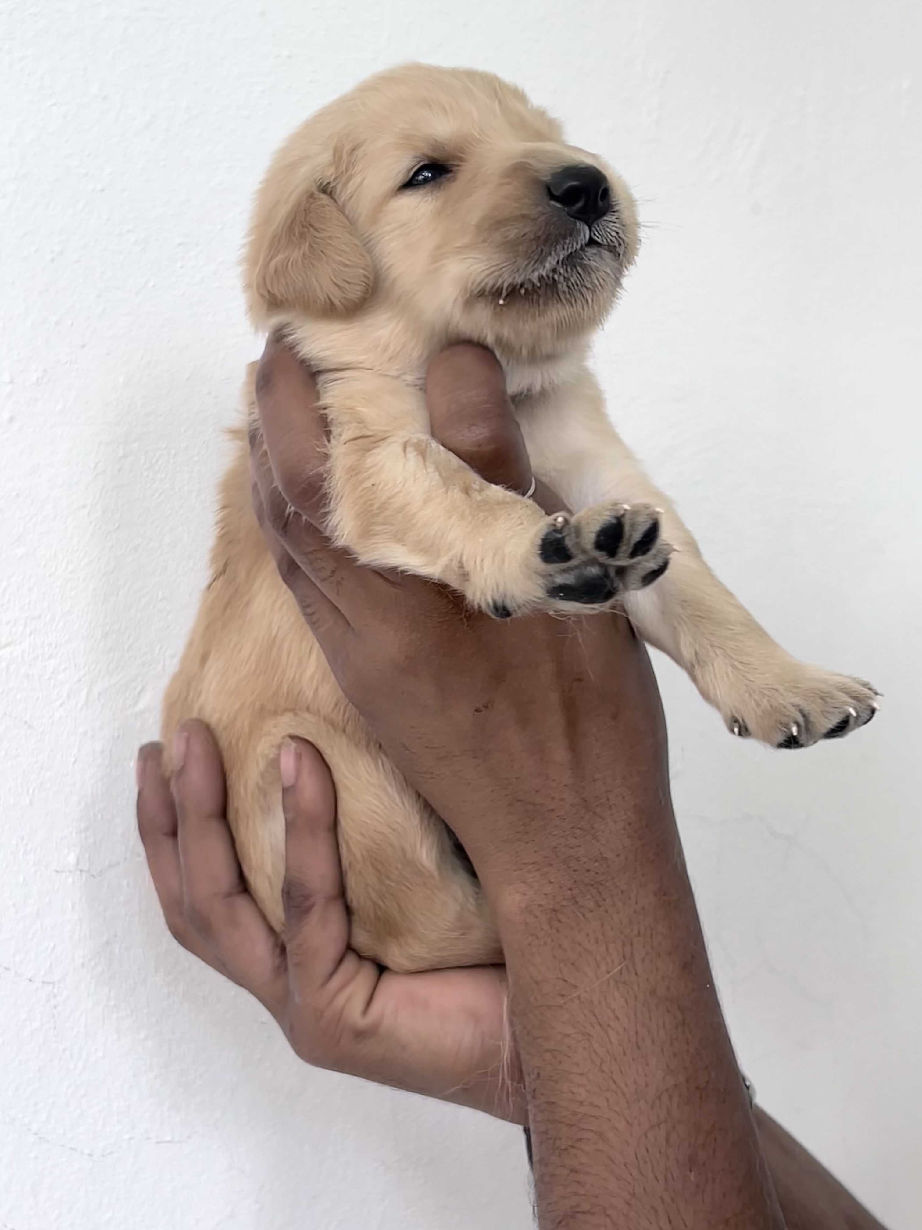 animales y mascotas - Cachorros Golden Retrieve puros  4