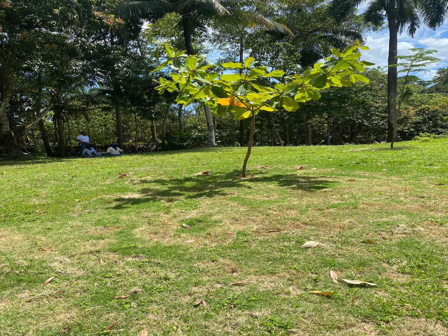 casas vacacionales y villas - Majestuosa finca de 60 tareas de tierra 1600 plantas de aguacate 500 de mango y  4