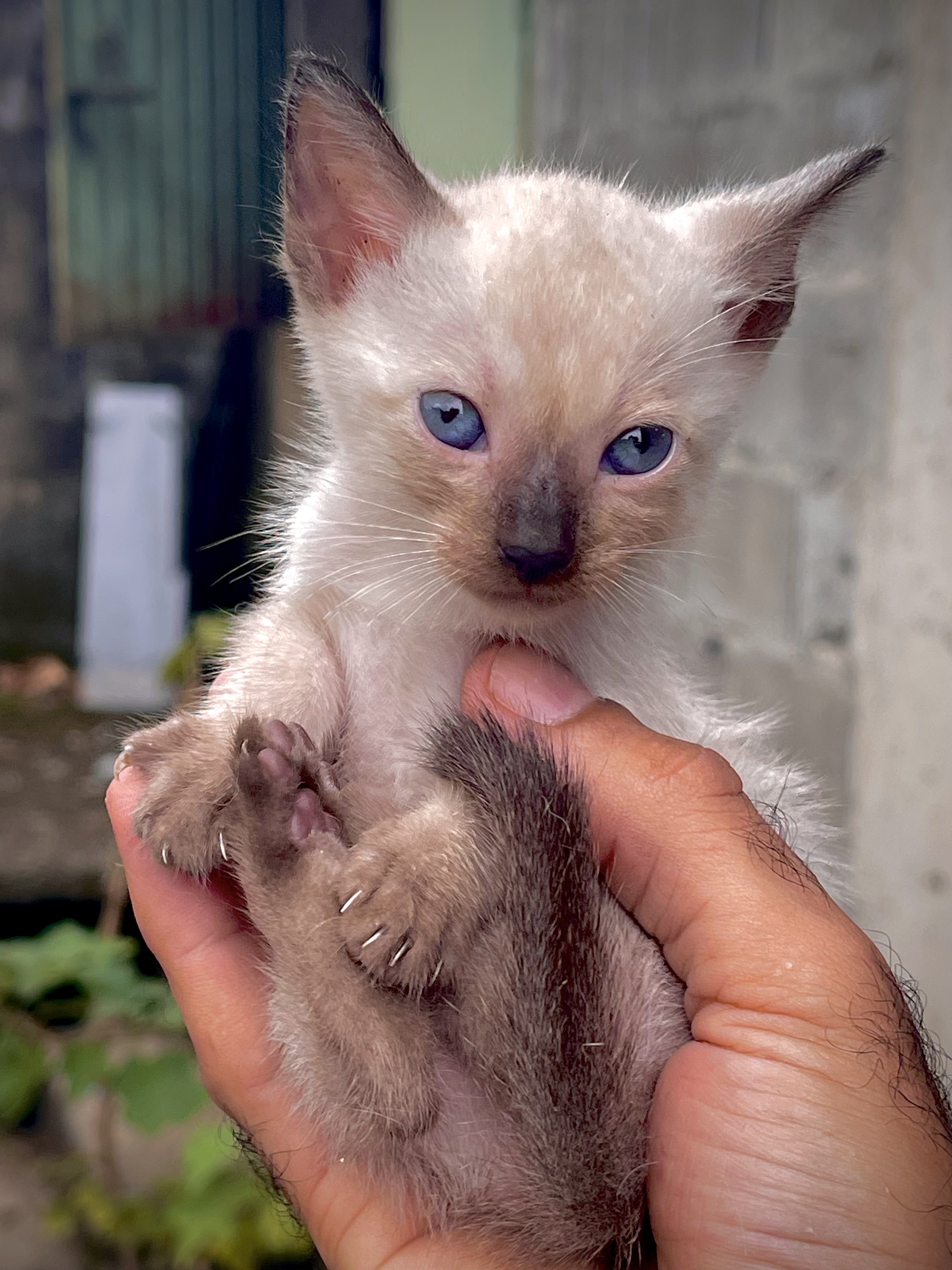 animales y mascotas - gatitos Siames para apartar 1