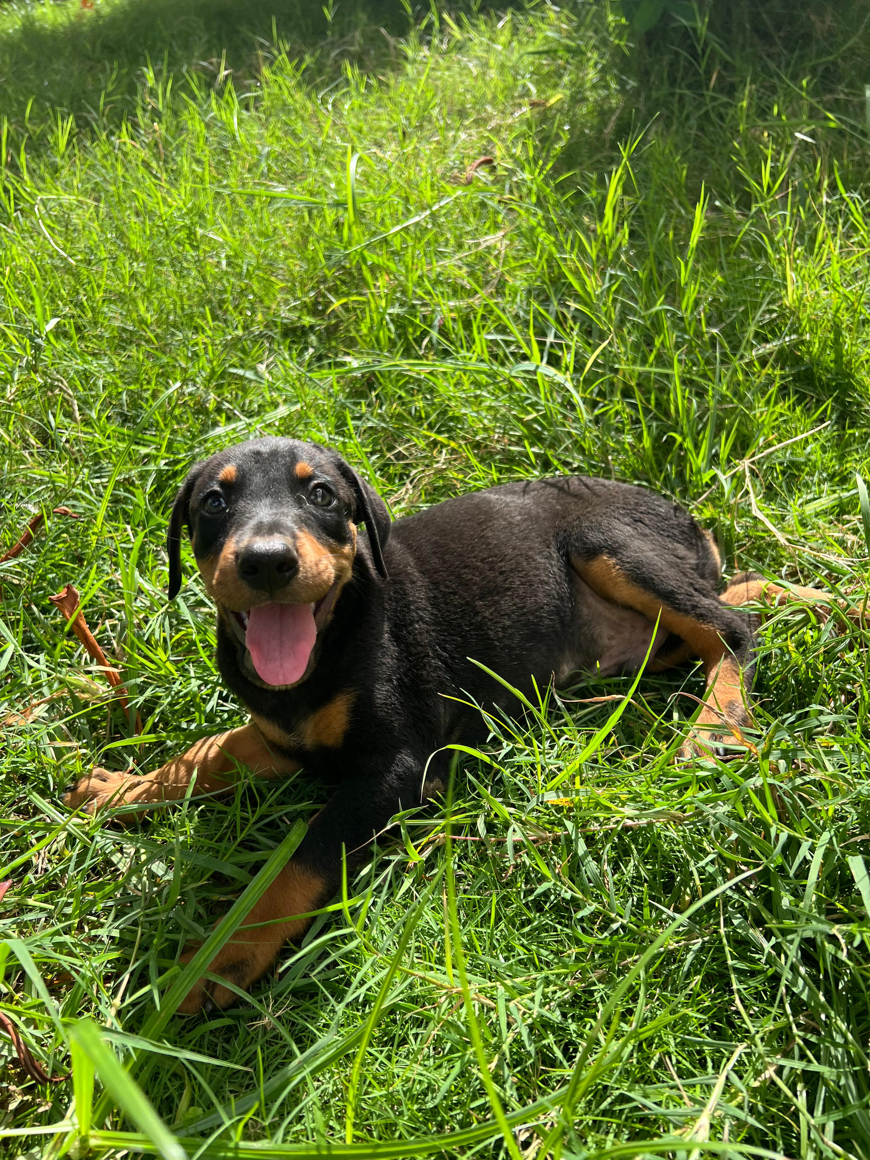 animales y mascotas - Doberman en Santo Domingo 829 288 6363 3